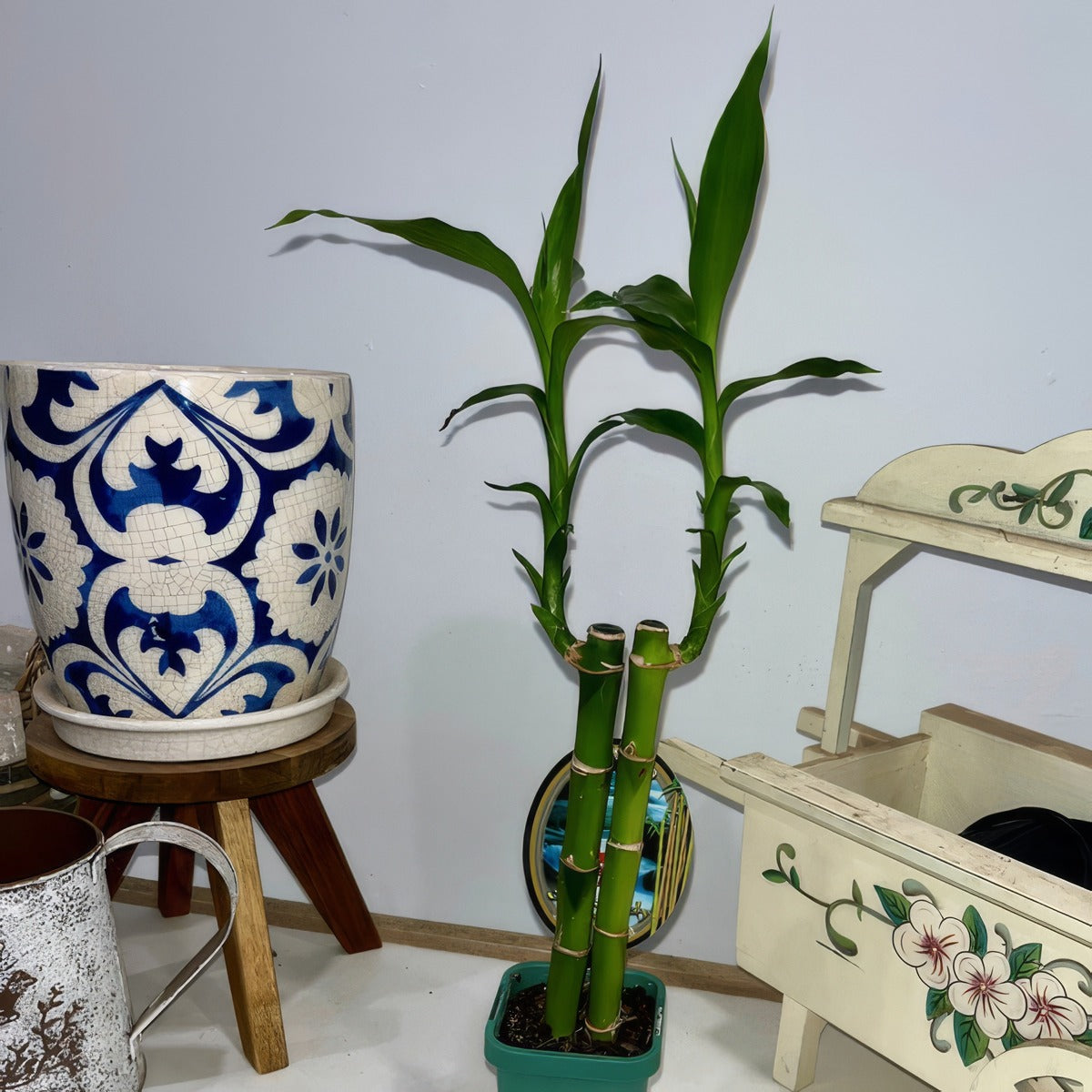 Lucky Bamboo 2 1 - Garden Express Australia