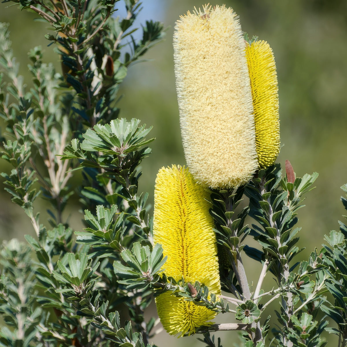 Banksia Praemorsa Yellow Lpobanpye - Garden Express Australia