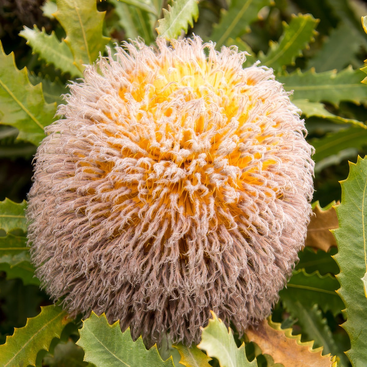 Banksia Baueri Pplbanbau - Garden Express Australia