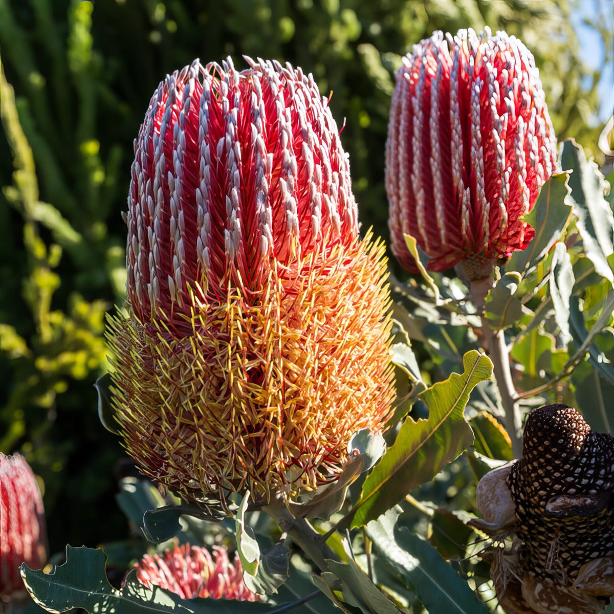 Banksia Menziesii Dwarf Pplbanmdw - Garden Express Australia