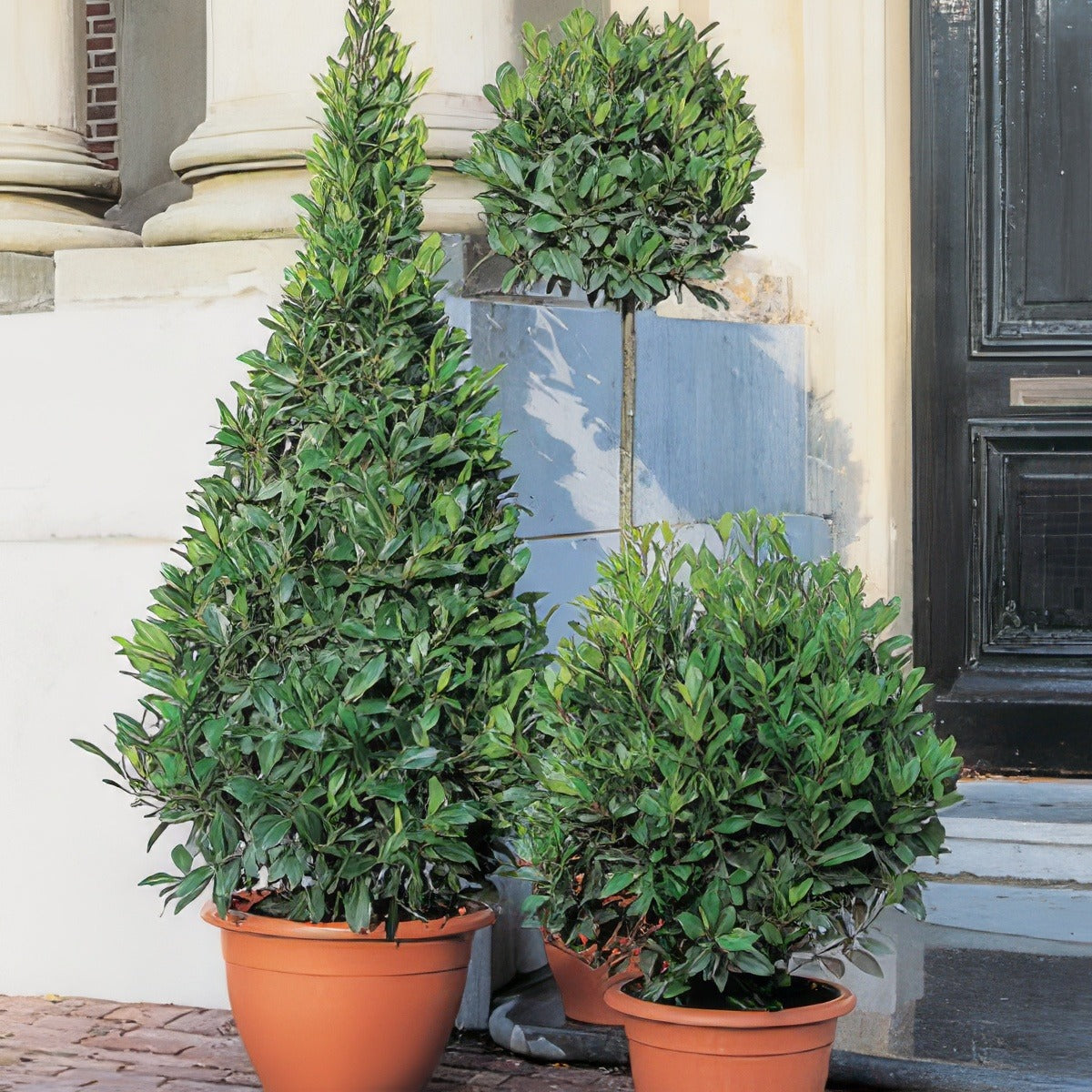 Bay Tree 16 - Garden Express Australia