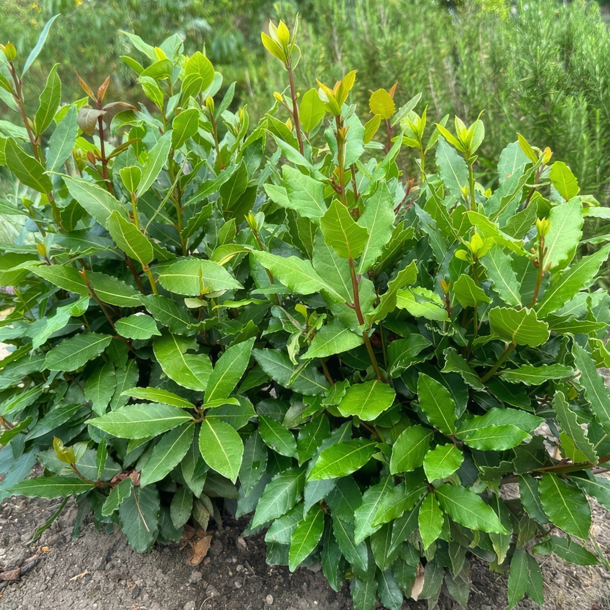 Bay Tree Miles Choice P14baymch - Garden Express Australia