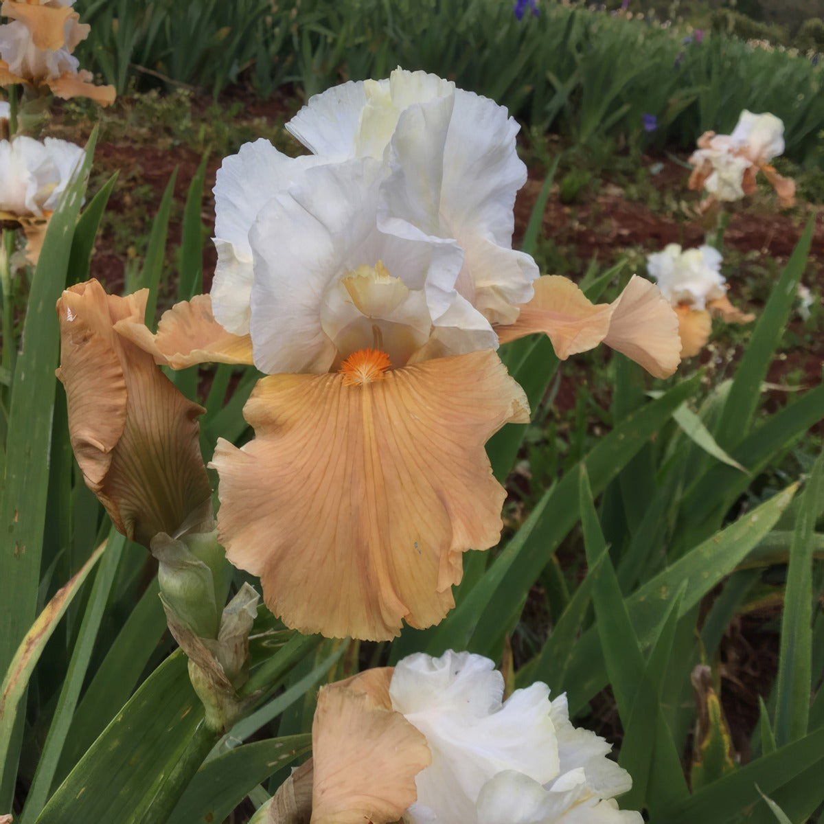 Bearded Iris Beach Girl Pkbirbgi - Garden Express Australia