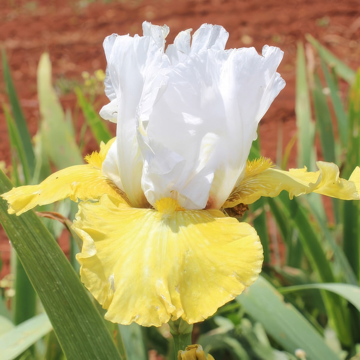 Bearded Iris Breezes 2026 Pkbirbrz - Garden Express Australia