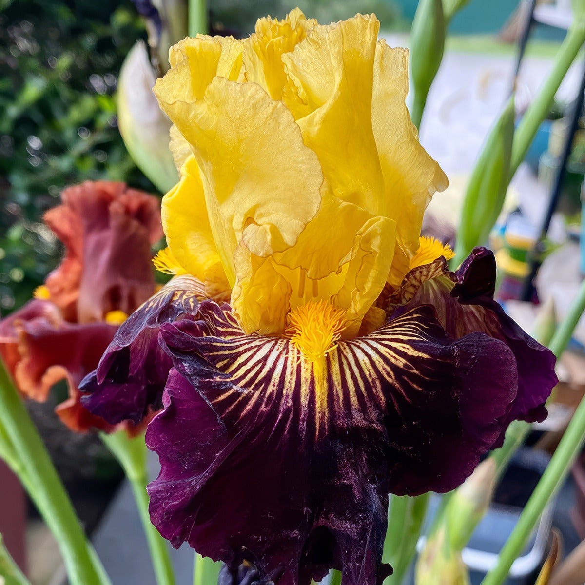 Bearded Iris Dragon Drums Pkbirddr - Garden Express Australia