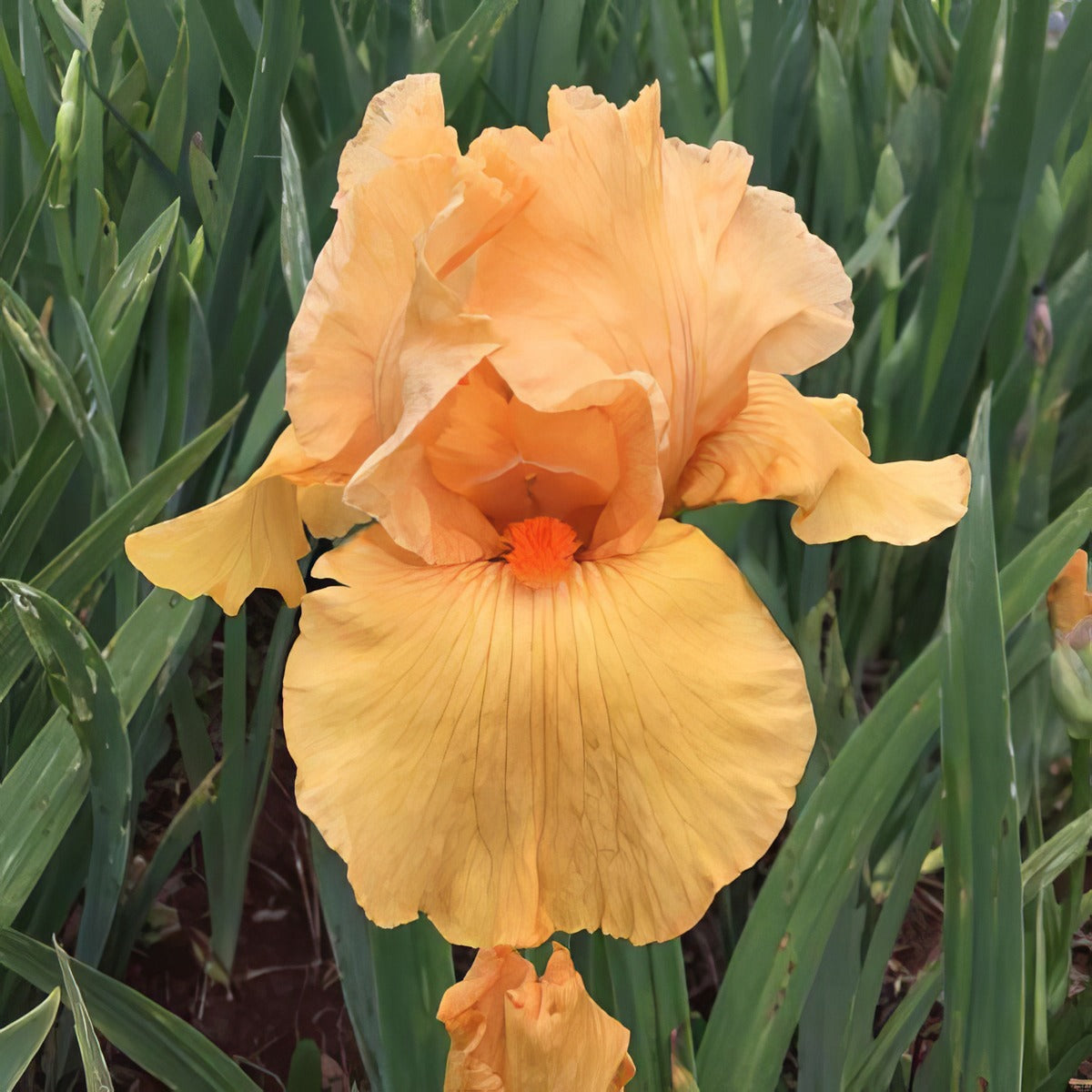Gratuity Gravity Pkbirgra 1 - Garden Express Australia