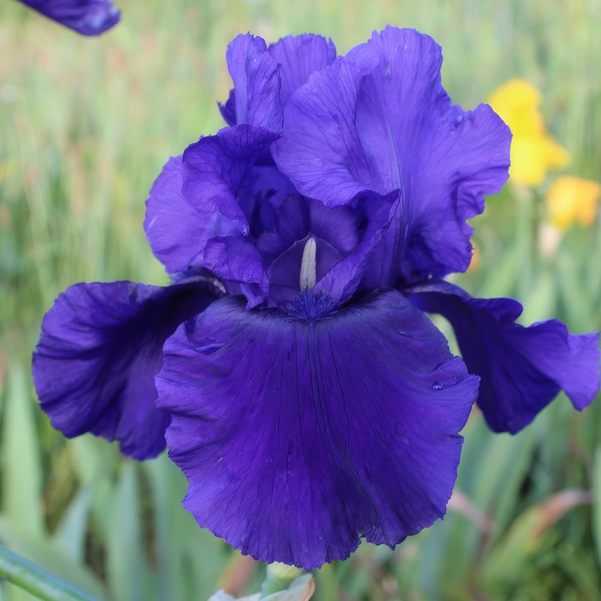 Bearded Iris Majesty Pkbirmaj - Garden Express Australia