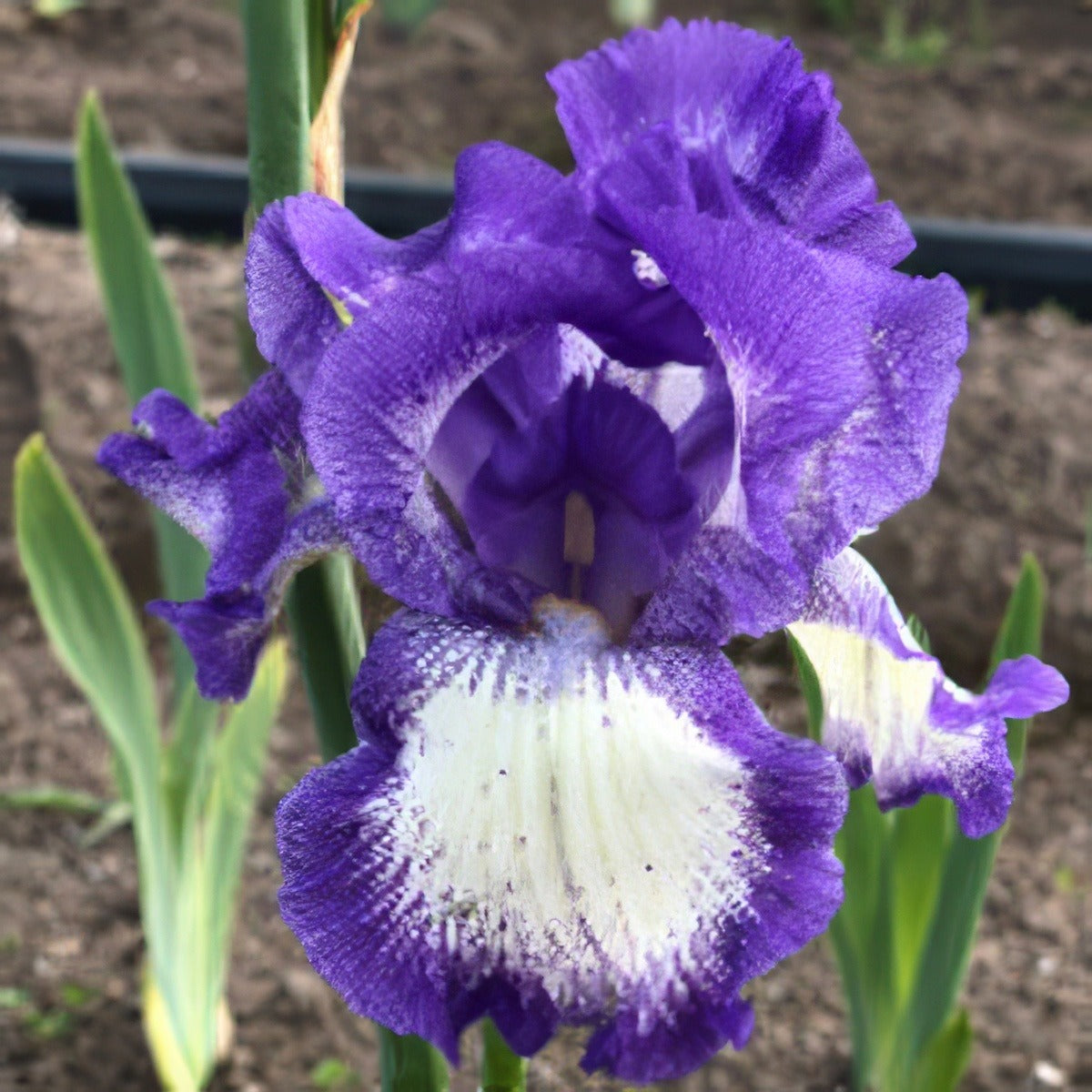 Bearded Iris Stepping Out Pkbirsou - Garden Express Australia