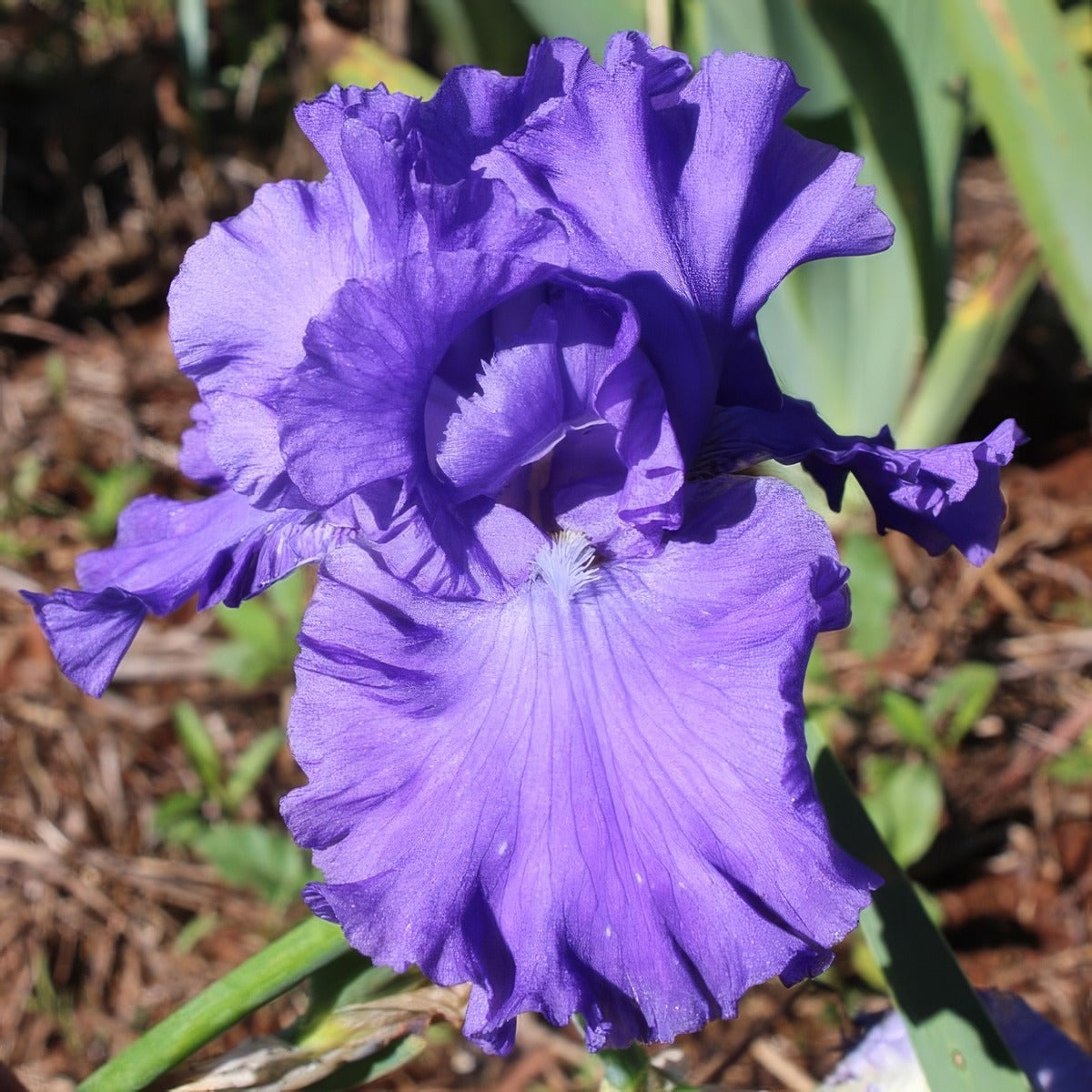 Bearded Iris Serene Sea Pkbirsse - Garden Express Australia