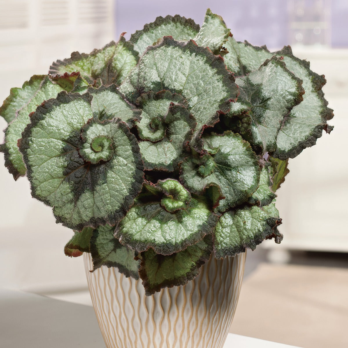 Begonia Escargot P68begesc - Garden Express Australia