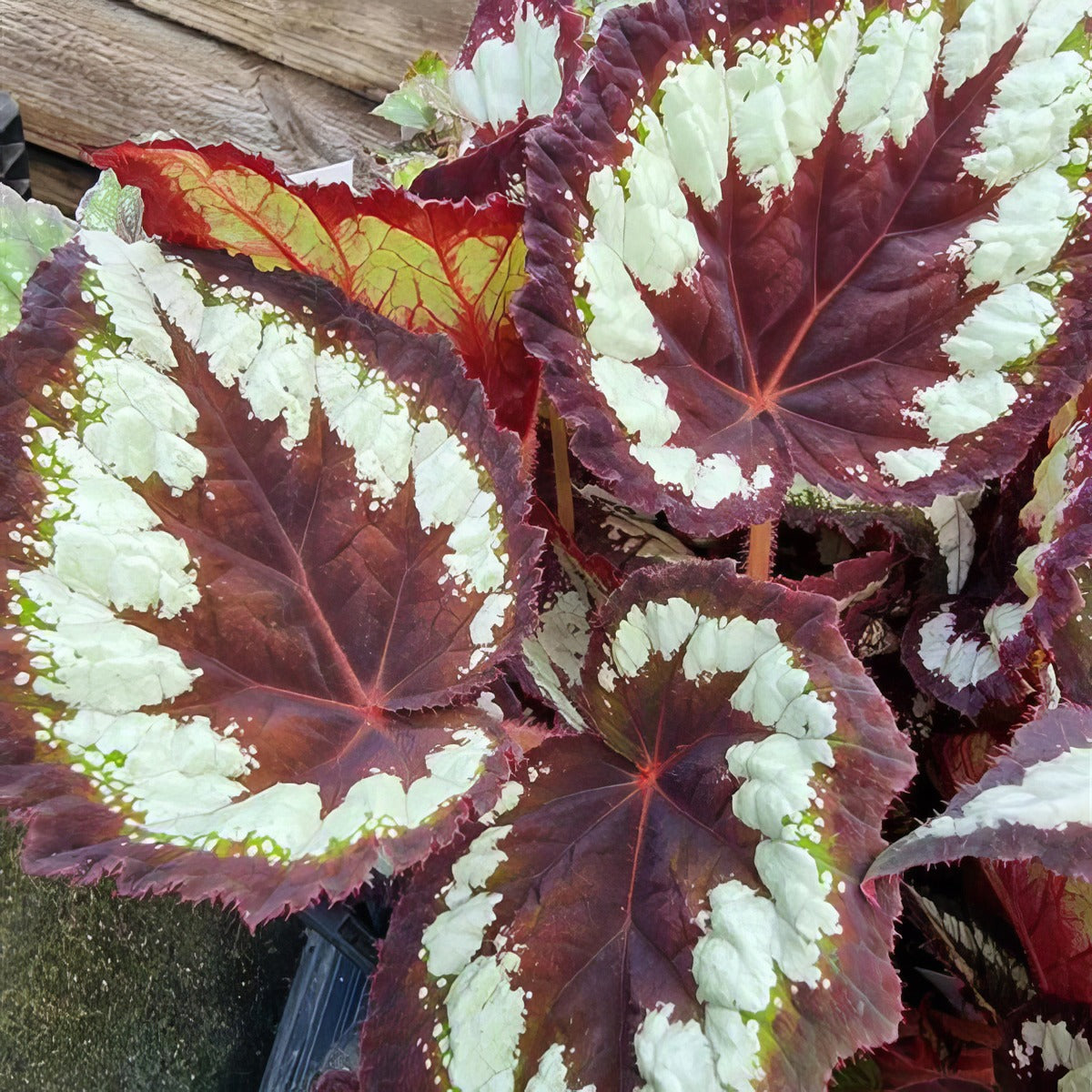 Begonia Black Beauty P10begbbe - Garden Express Australia