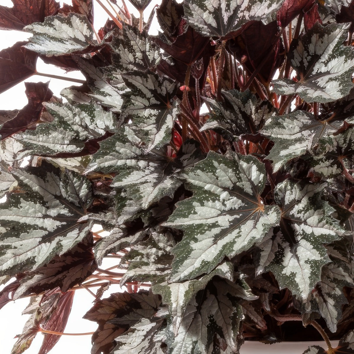 Begonia Bewitchedwintergreen P10begbwg - Garden Express Australia