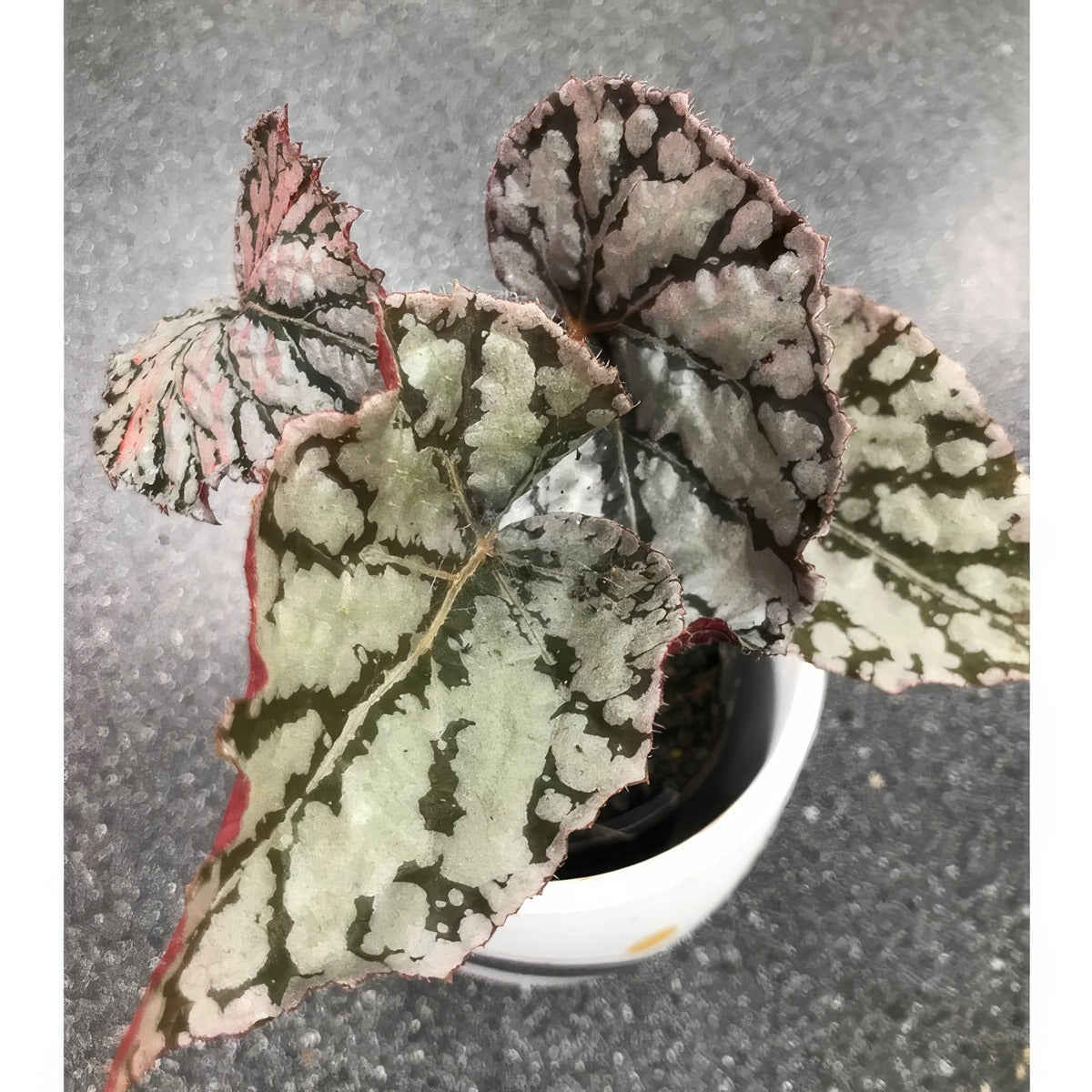Begonia Silver Splash Pot P10begssp - Garden Express Australia