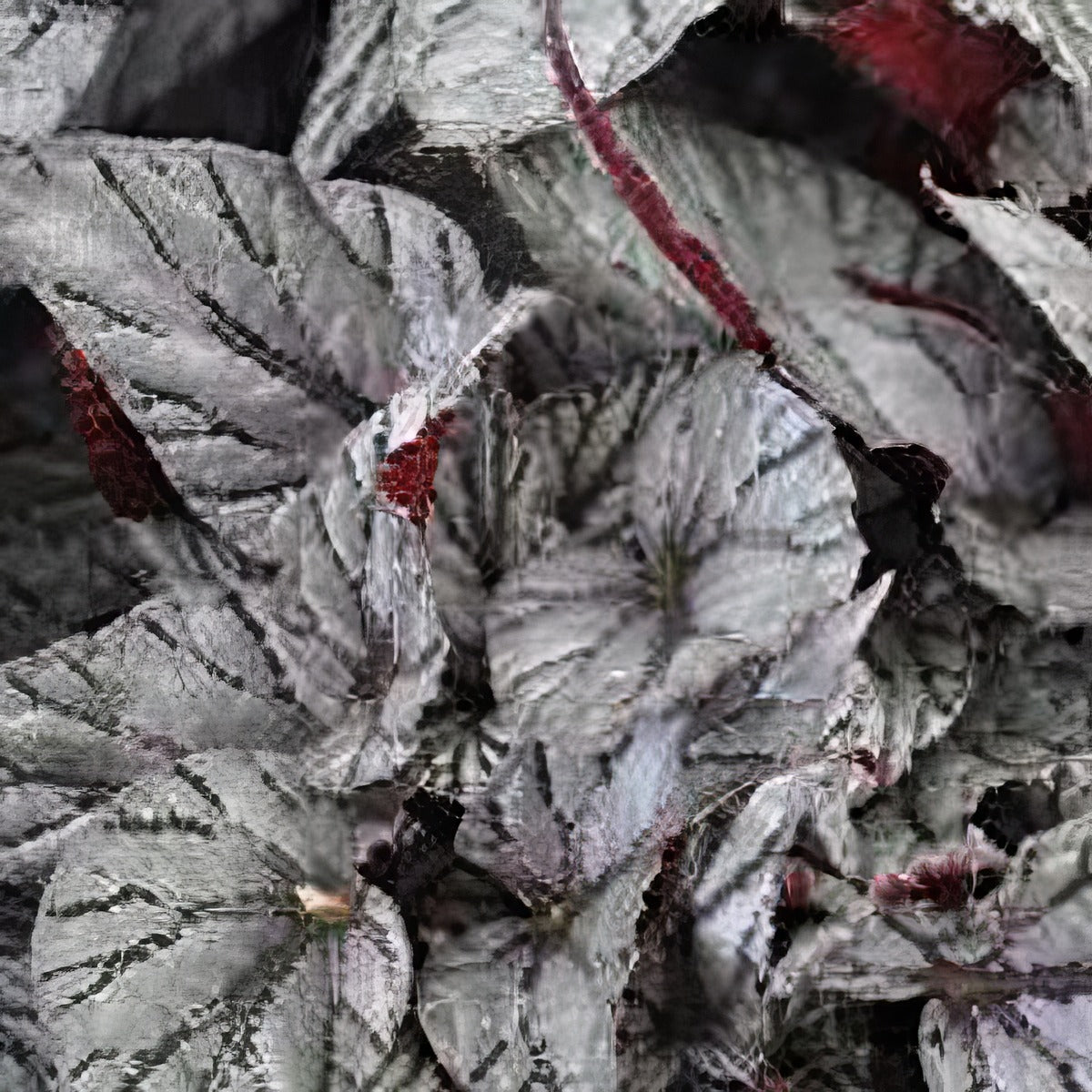 Begonia Arctic Breeze - Garden Express Australia