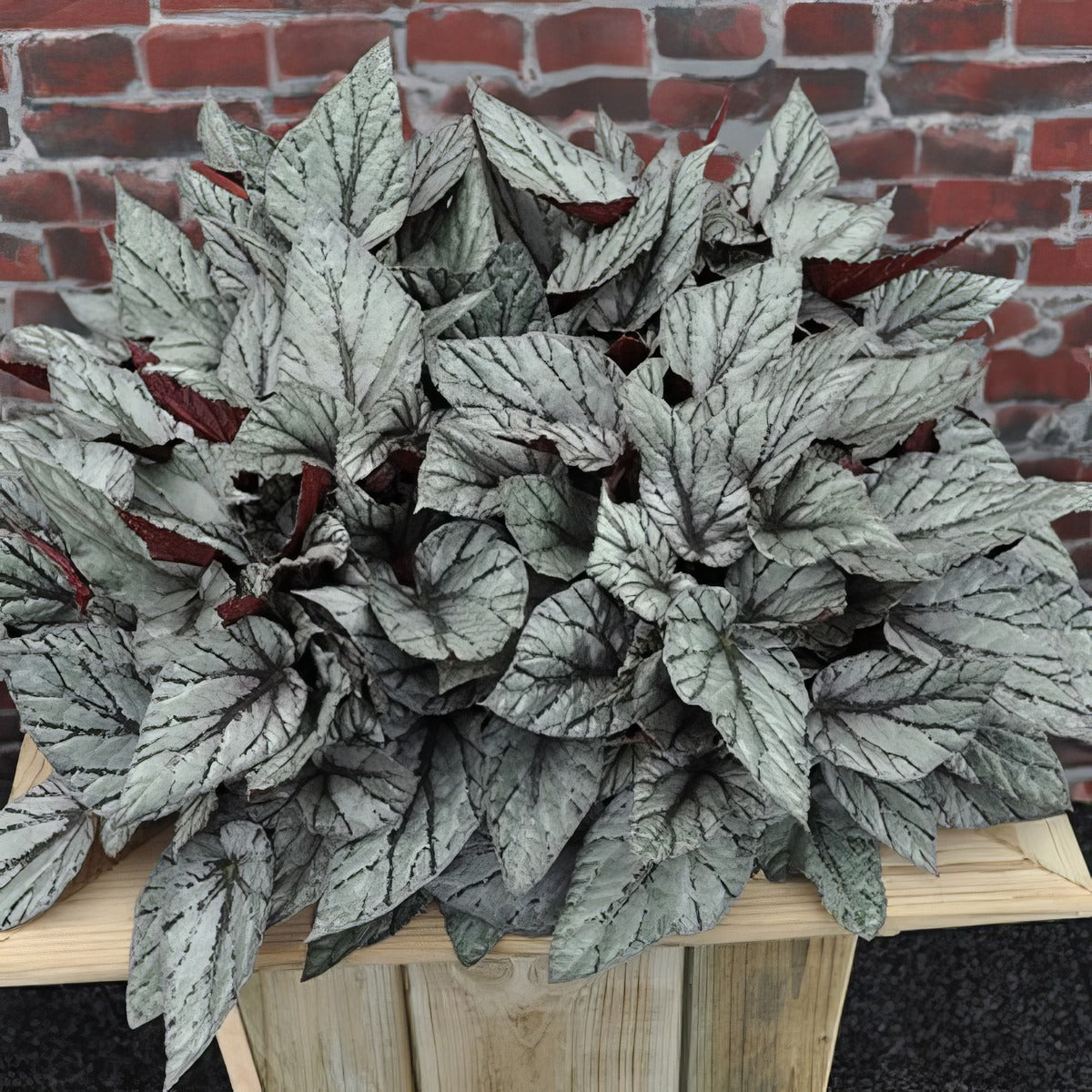 Begonia Arctic Breeze P68begabr - Garden Express Australia