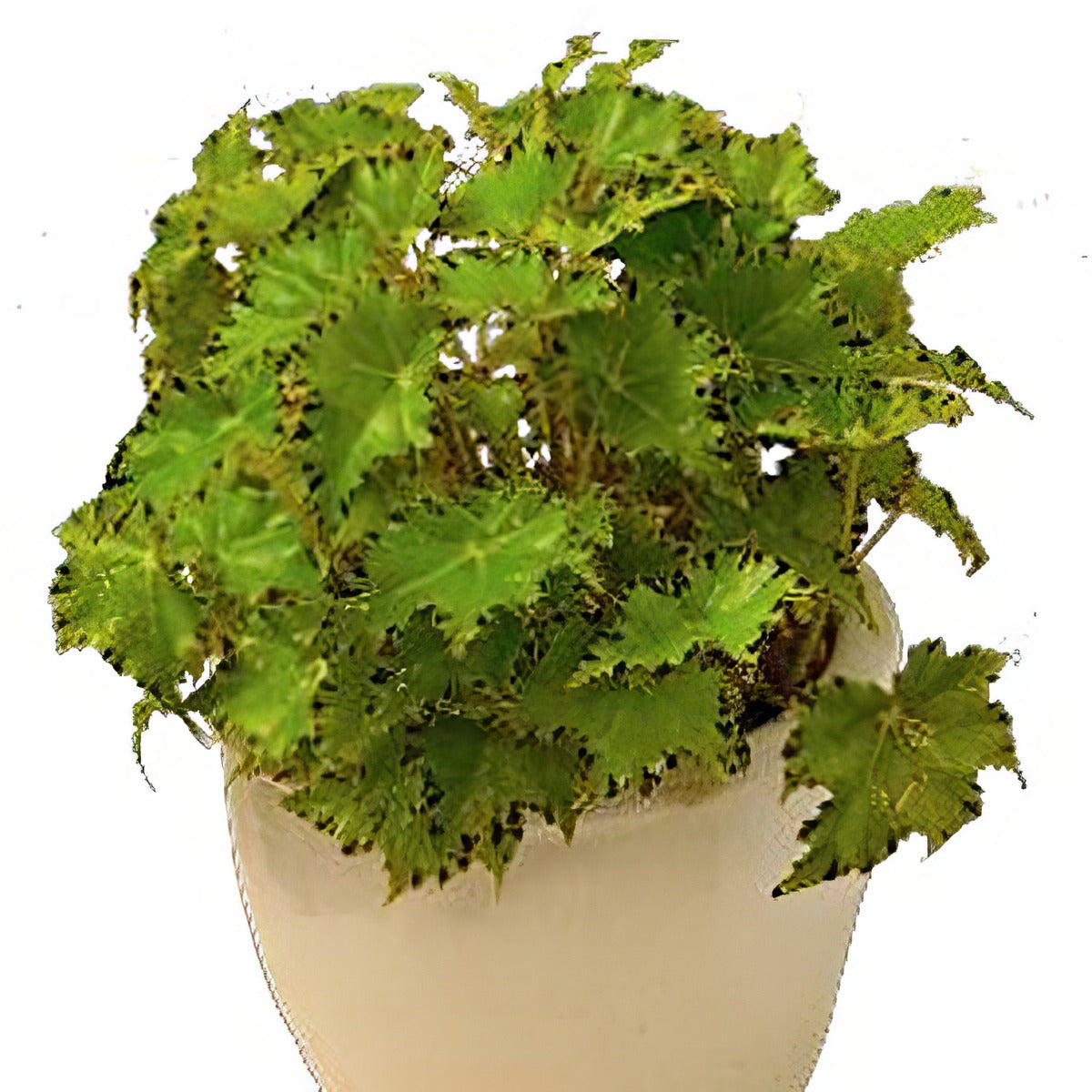 Begonia Cleopatra Antony - Garden Express Australia