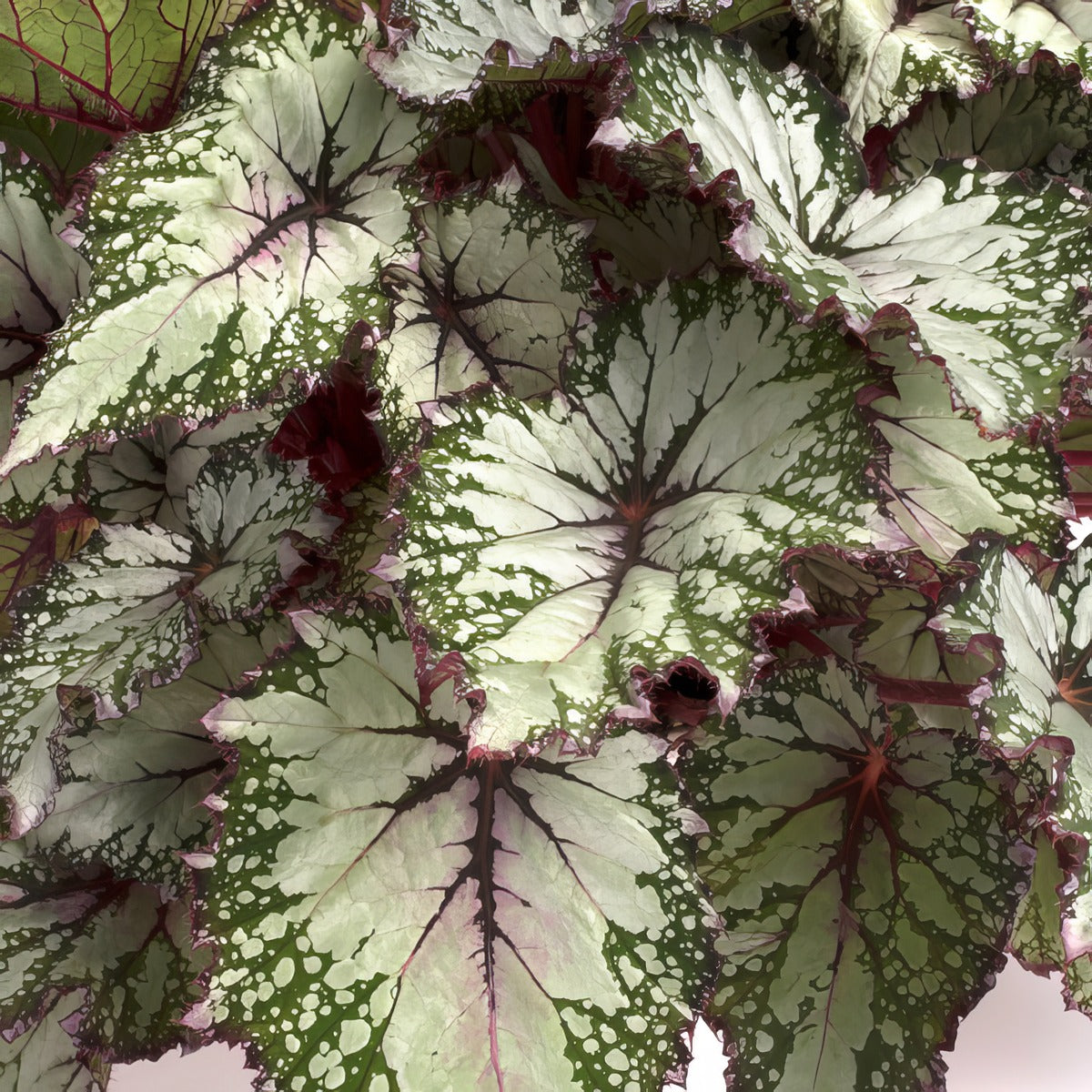 Begonia Asian Tundra - Garden Express Australia