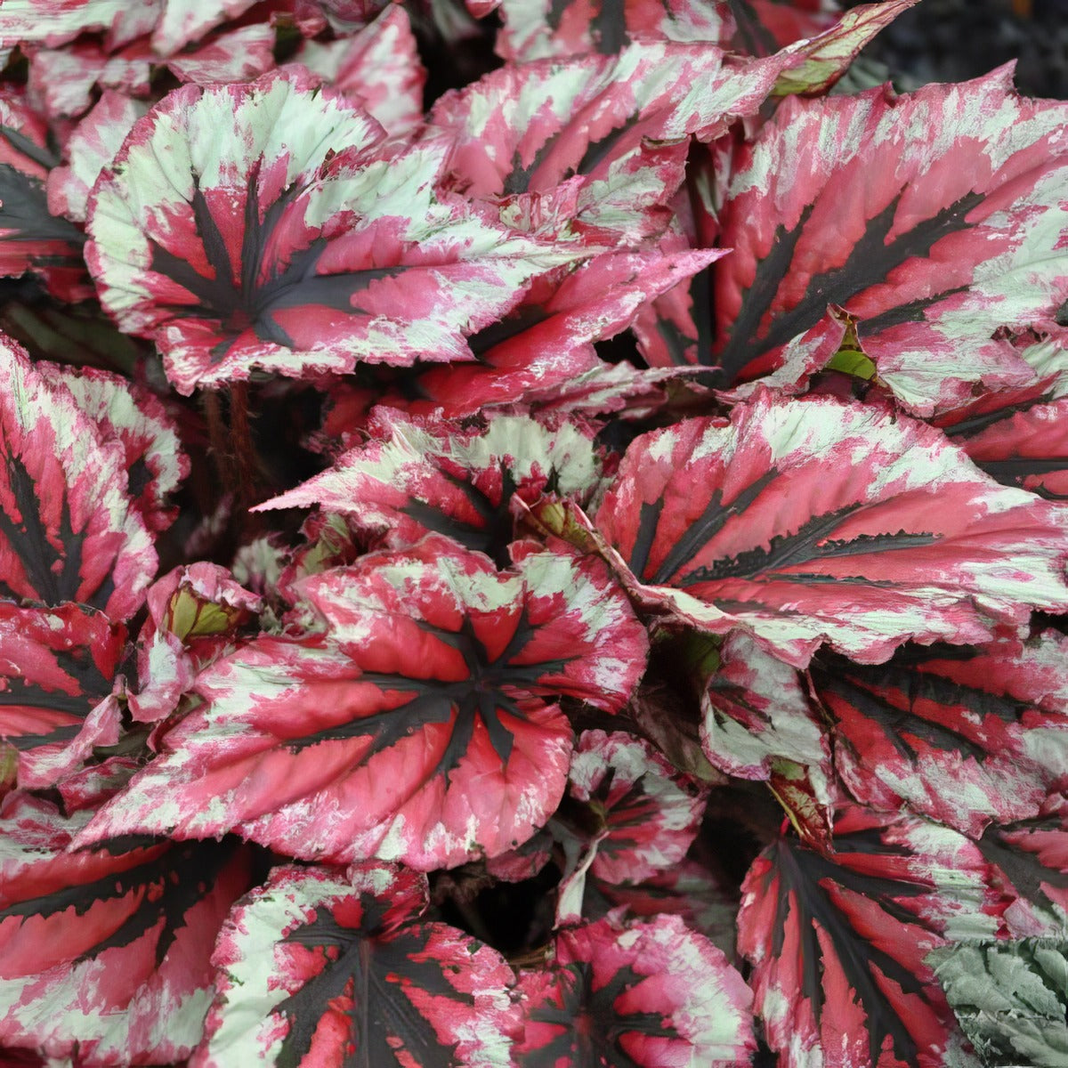 Begonia Evening Glow P68begegl - Garden Express Australia