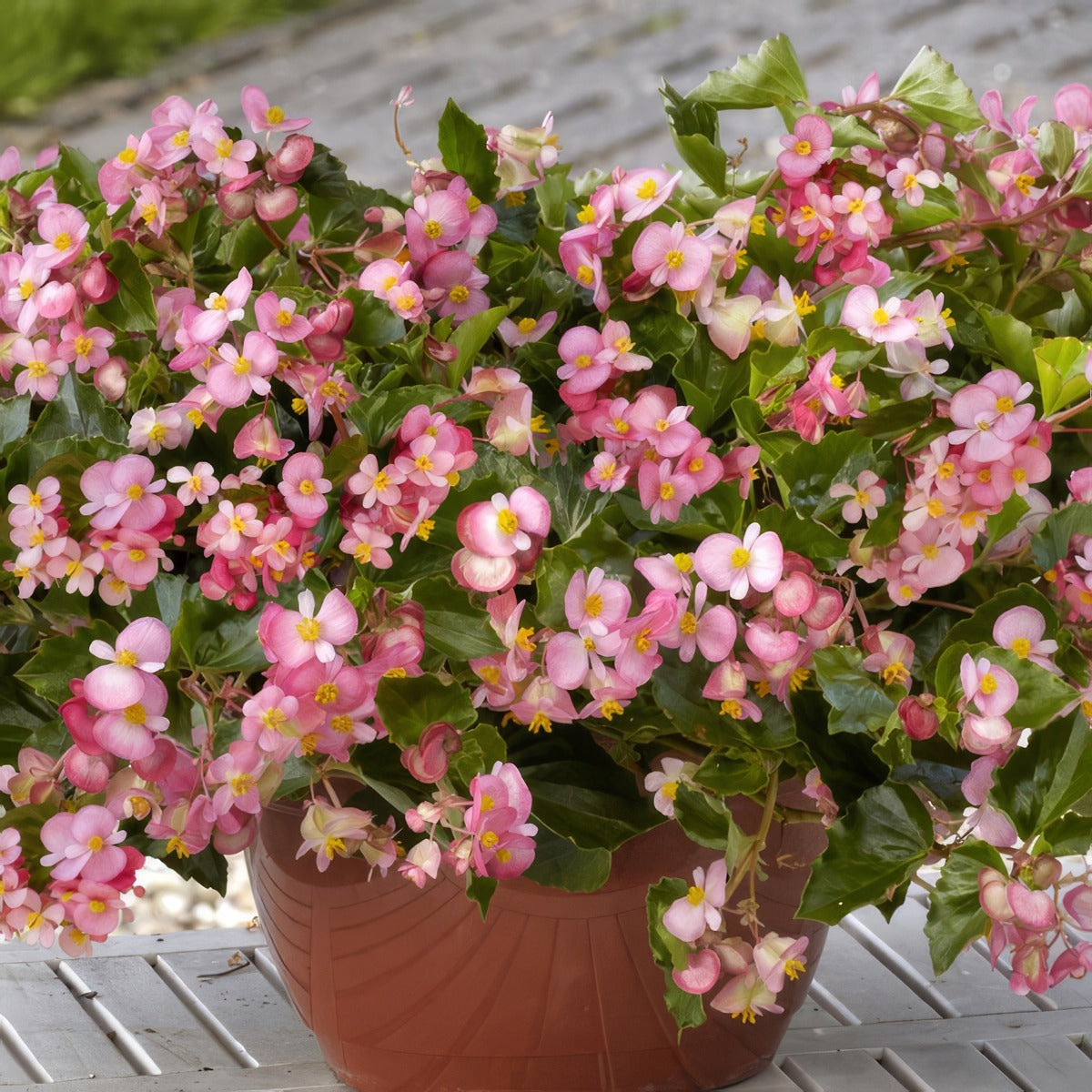 Begonia Hula Pink - Garden Express Australia