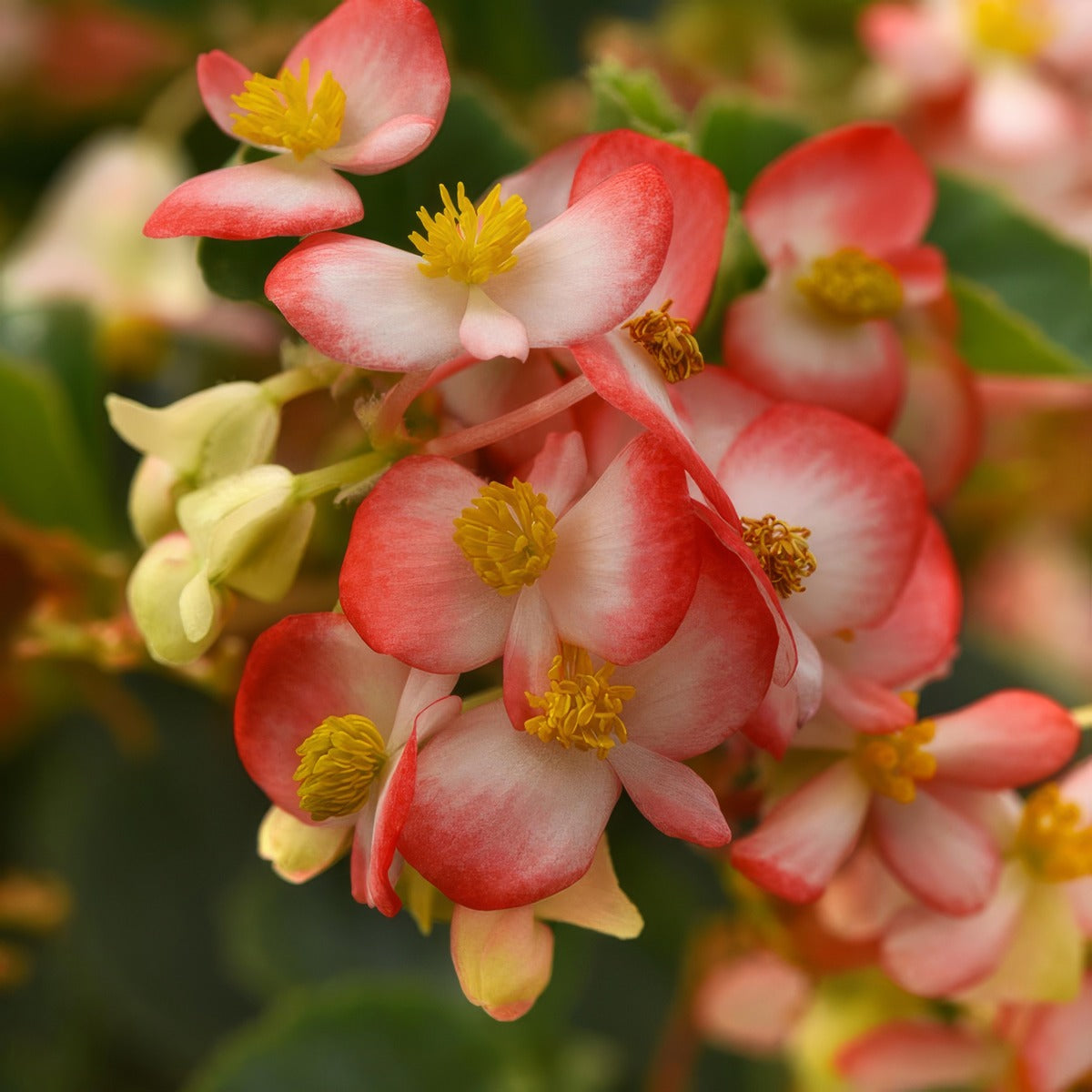 Begonia Hula Red White Bicolour P68beghrw - Garden Express Australia