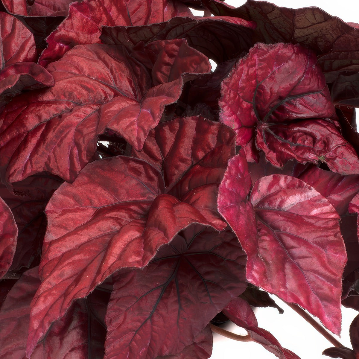 Begonia Inca Flame - Garden Express Australia