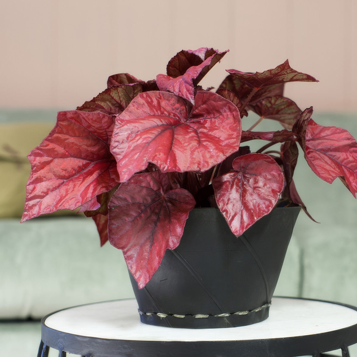 Begonia Inca Flame P68begifl - Garden Express Australia