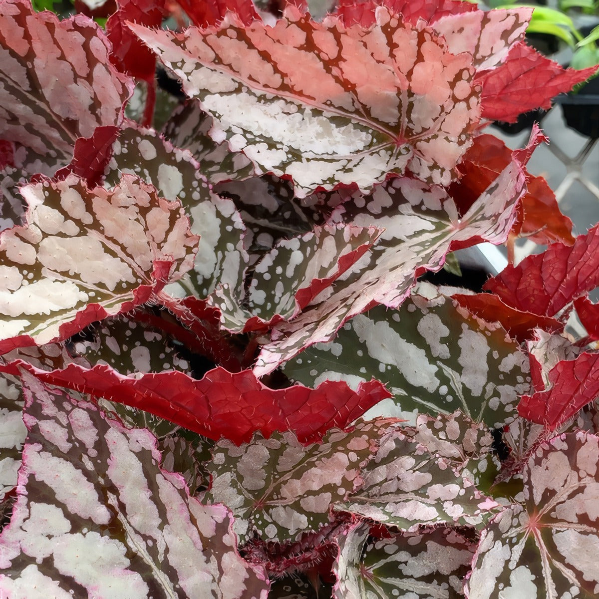Begonia Silver Splash P10begssp - Garden Express Australia