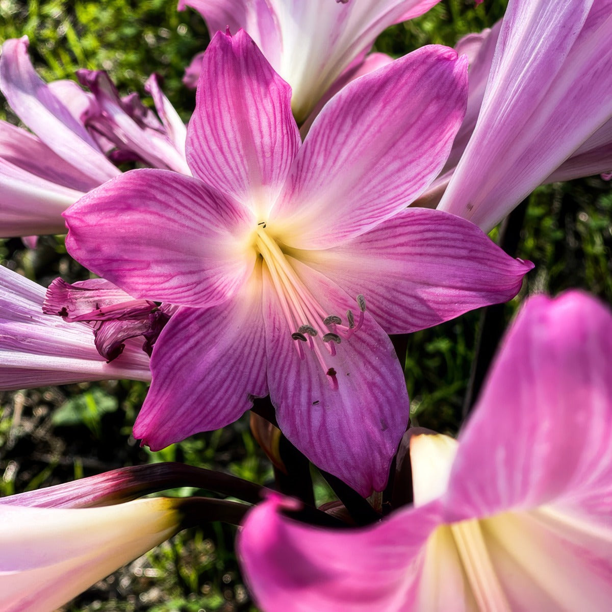 Belladonna Pink Pkblipin 2024 - Garden Express Australia