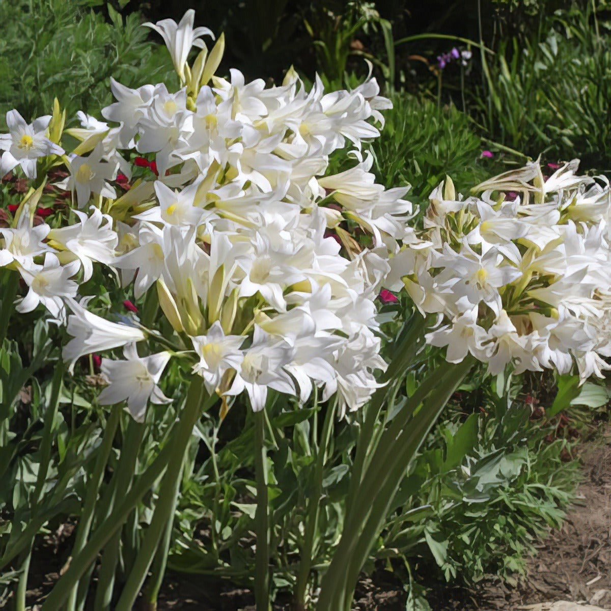 Belladonna White Pkbliwhi 2018 - Garden Express Australia