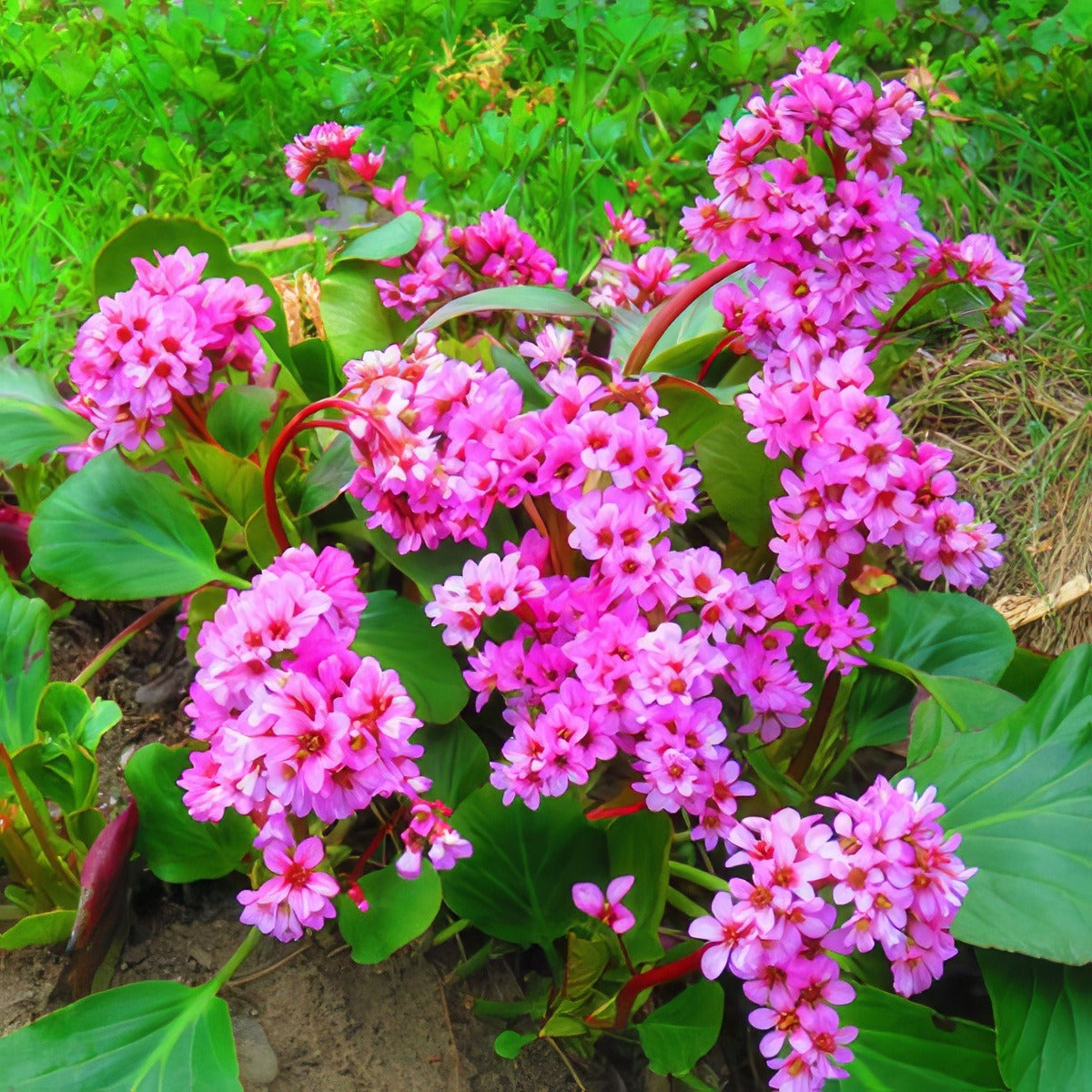 Bergenia Shoeshine Rose Lpobersro - Garden Express Australia
