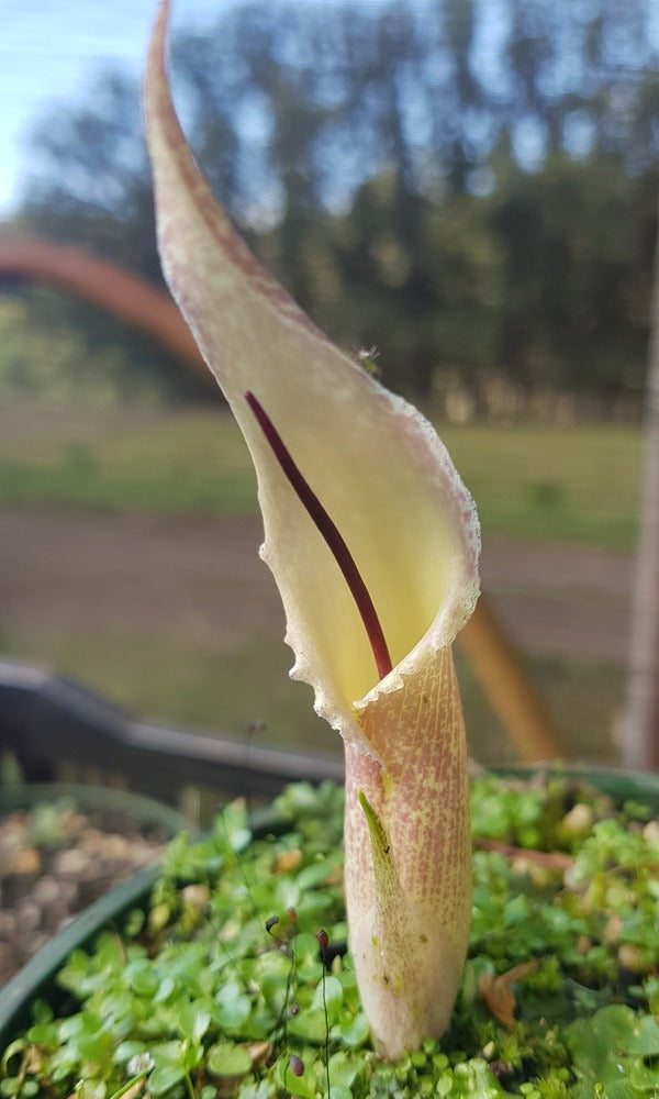 Biarum Marmarisense Pkbiamar - Garden Express Australia