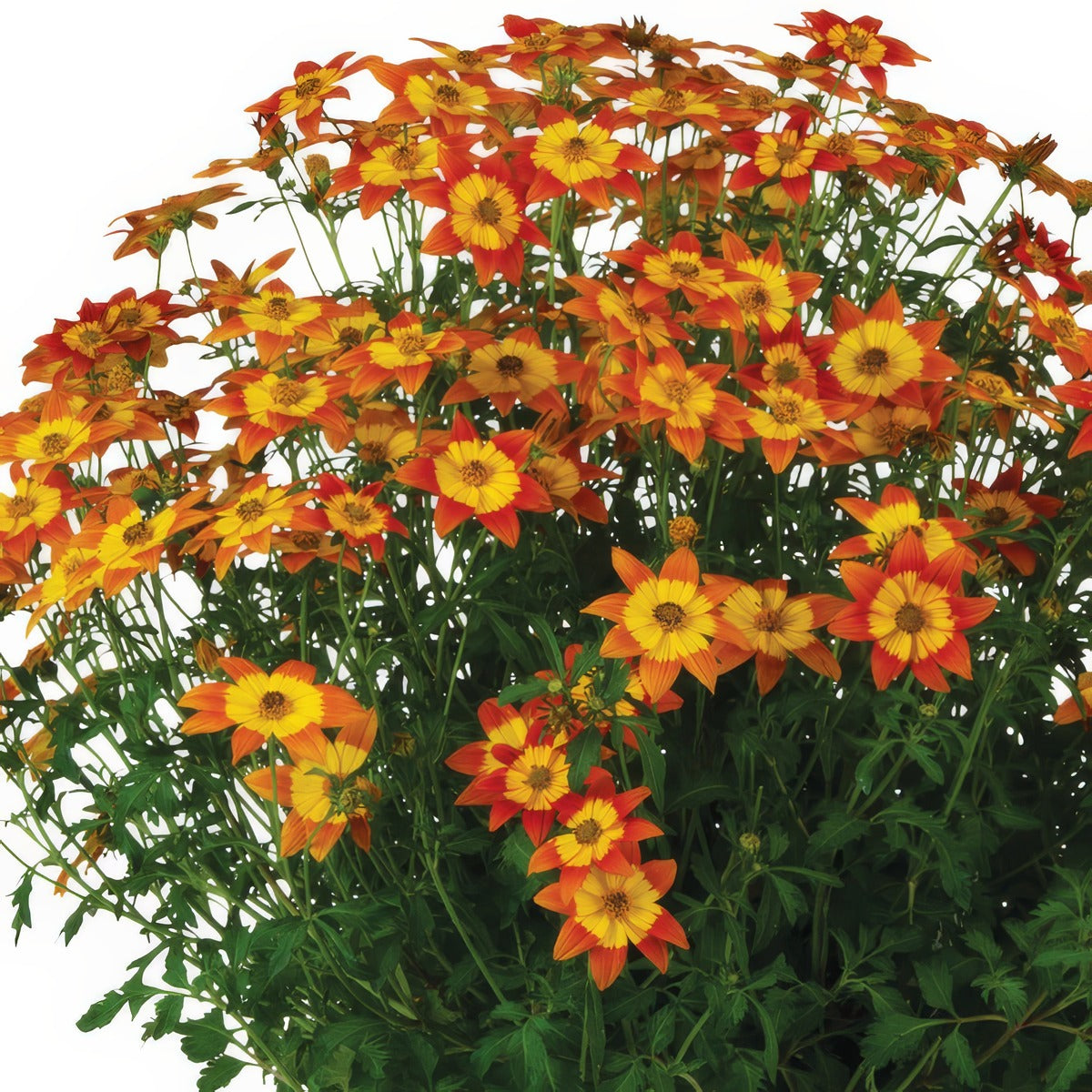 Bidens Bidy Boom Fireside P68bidbbf - Garden Express Australia