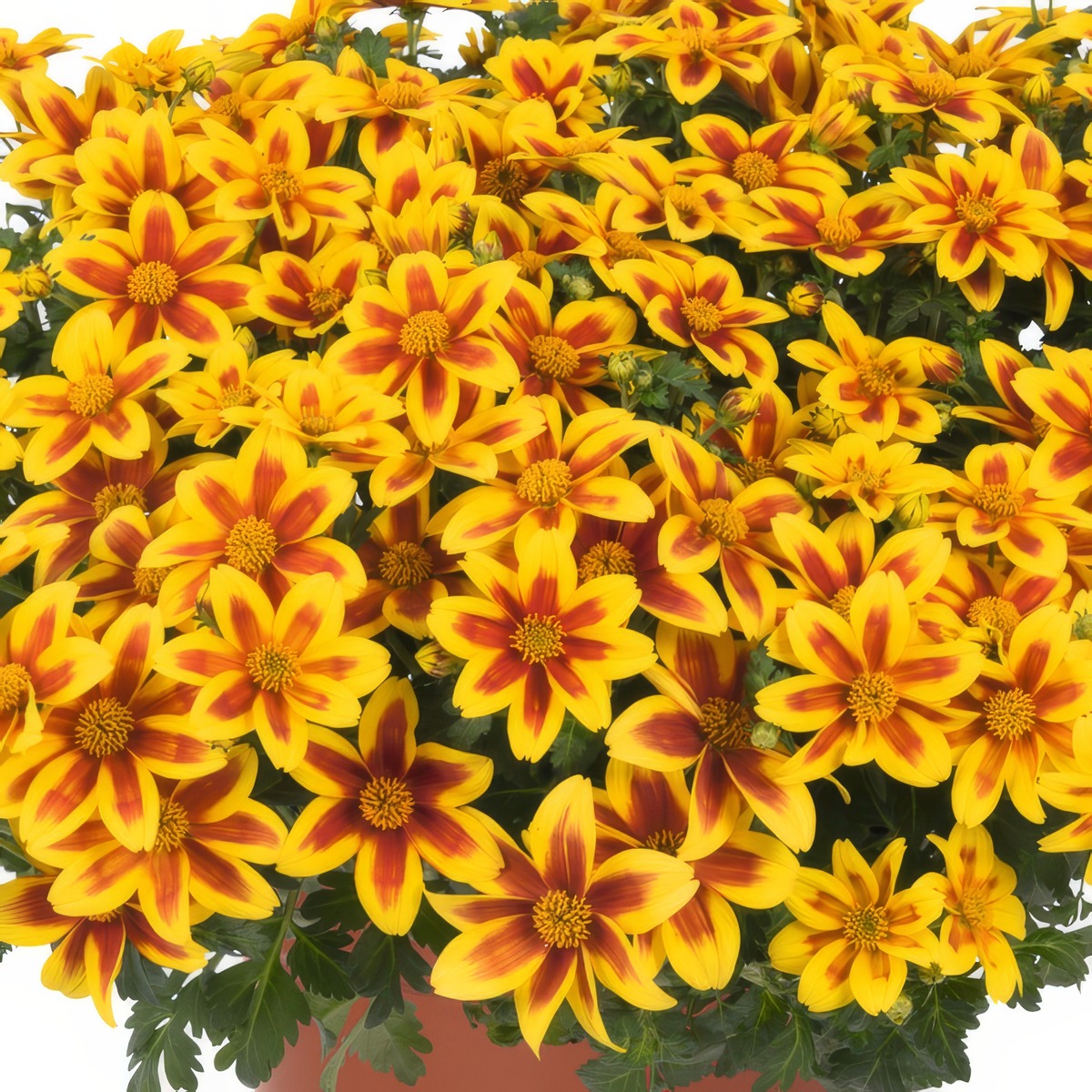 Bidens Bidy Boom Red Eye P68bidbbr - Garden Express Australia