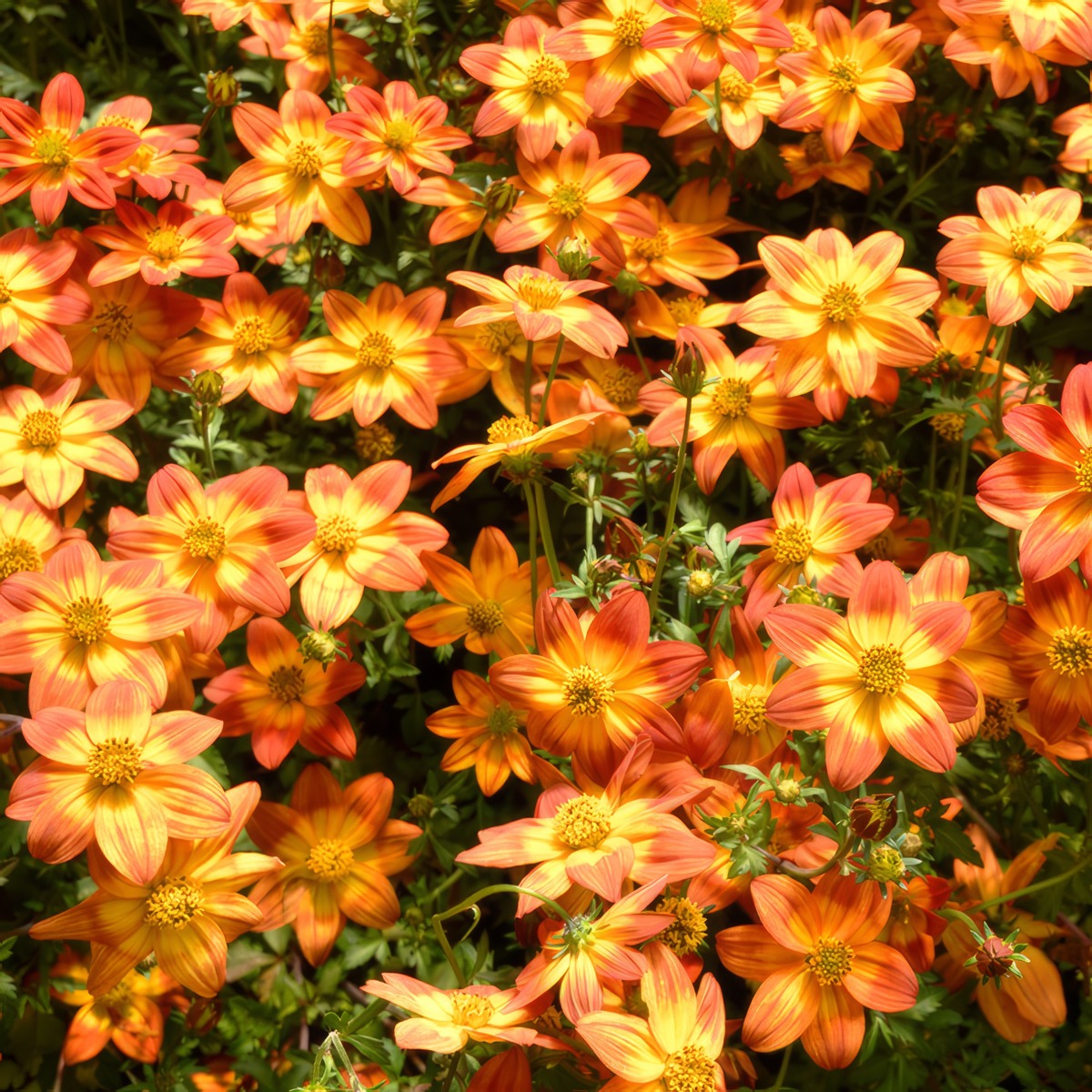 Bidens Blazing Glory - Garden Express Australia