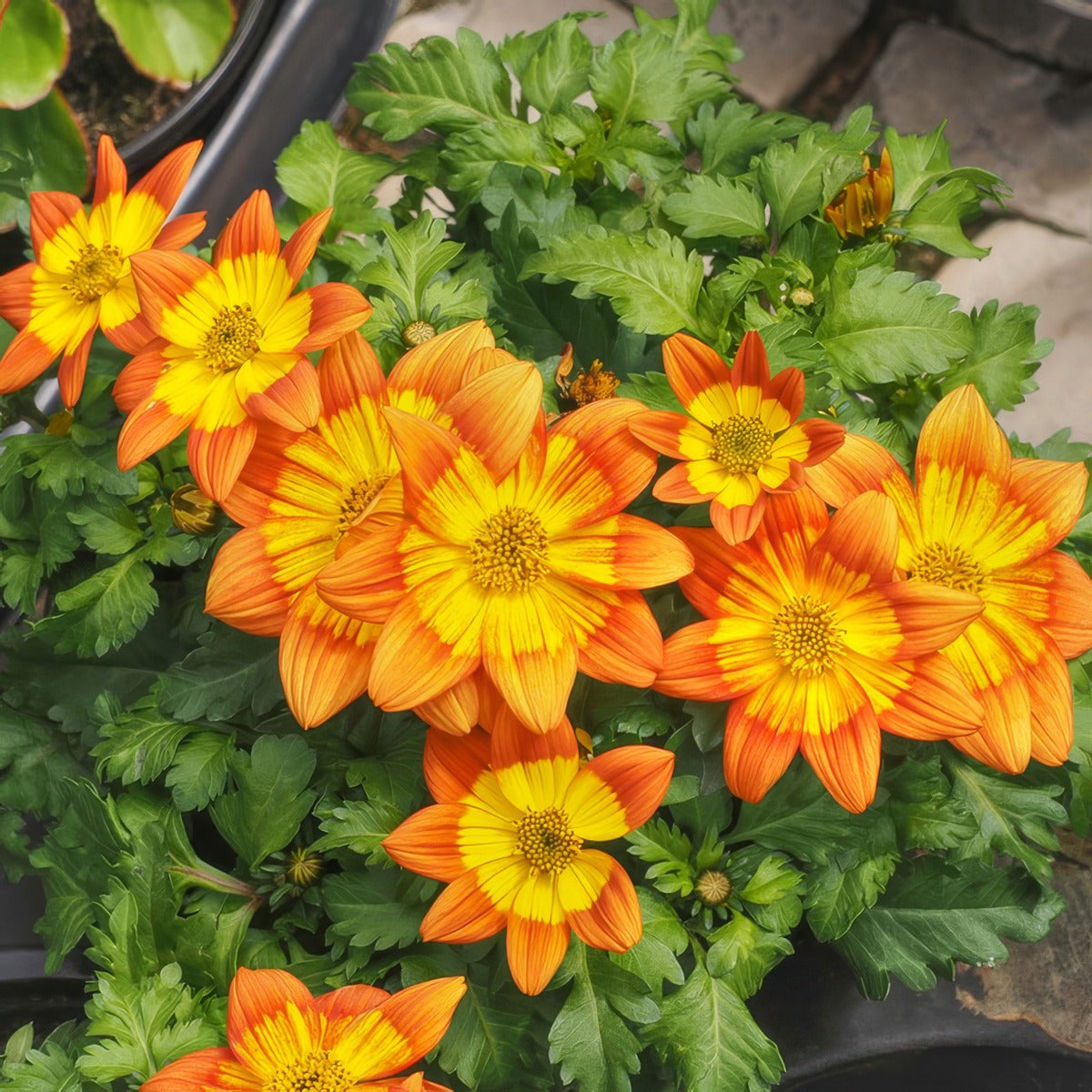 Bidens Blazing Glory P68bidbgl - Garden Express Australia