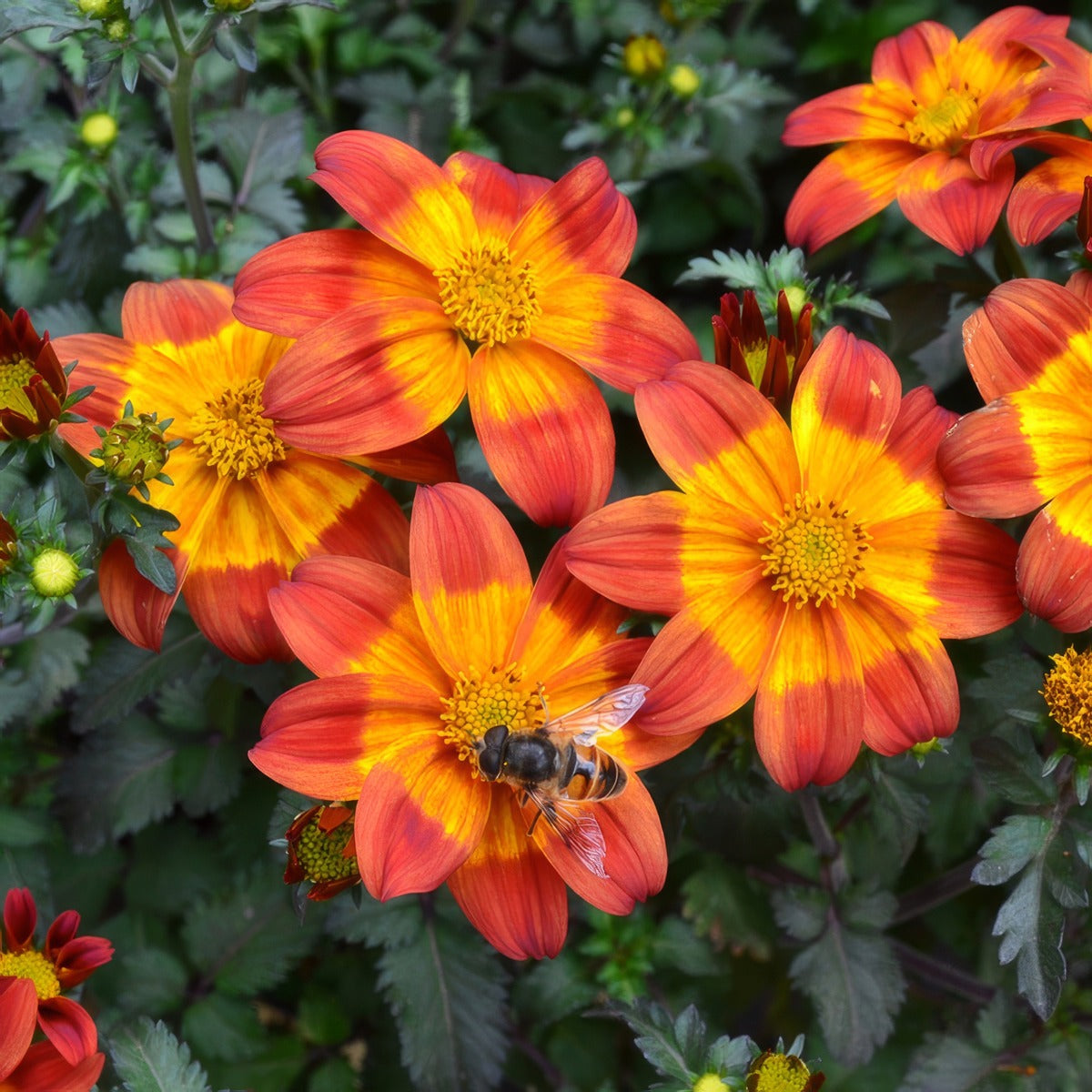 Bidens Bee Happy Red P68bidbhr - Garden Express Australia