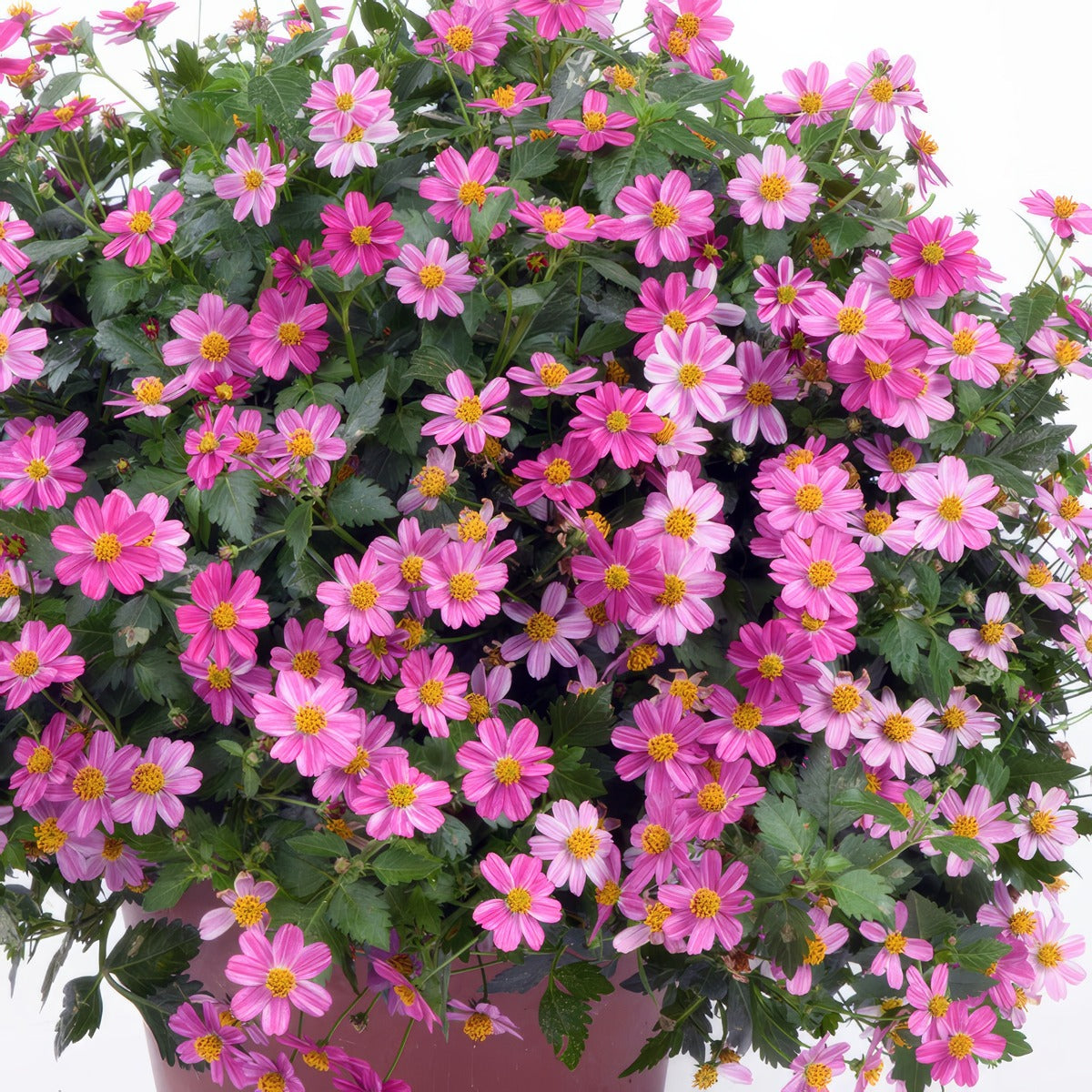 Bidens Pretty In Pink P68bidpip - Garden Express Australia