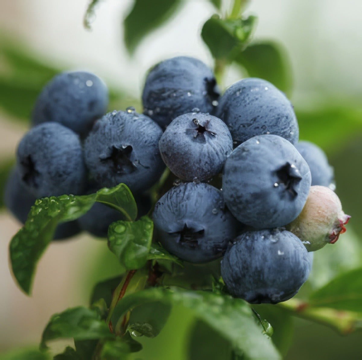 Blueberry Northland 141 - Garden Express Australia