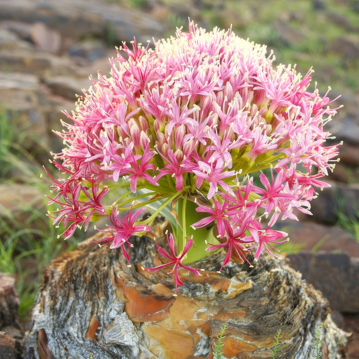 Boophone Disticha 1 Pkboodis2 2026 - Garden Express Australia