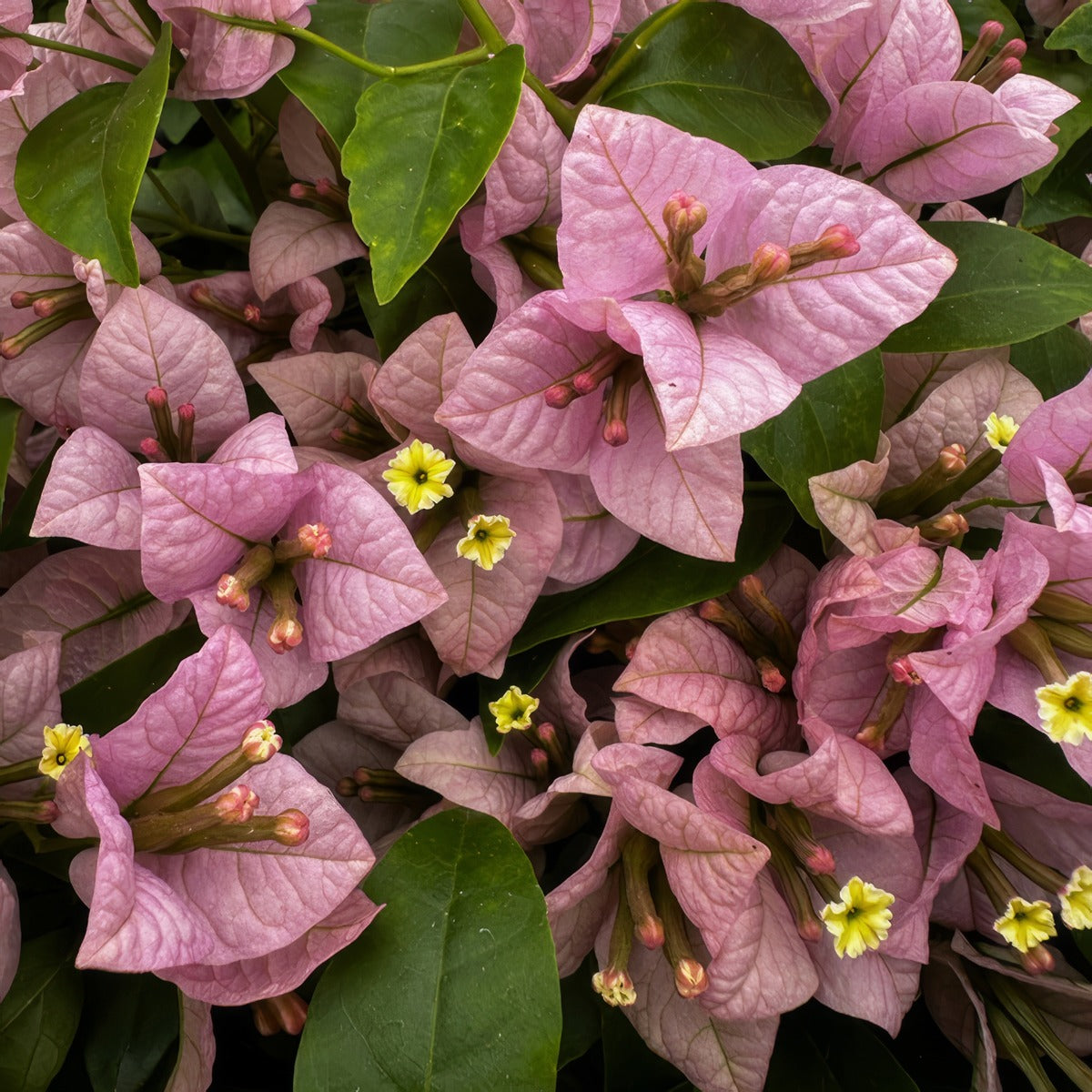 Bougainvillea Easter Parade P10bouepr - Garden Express Australia