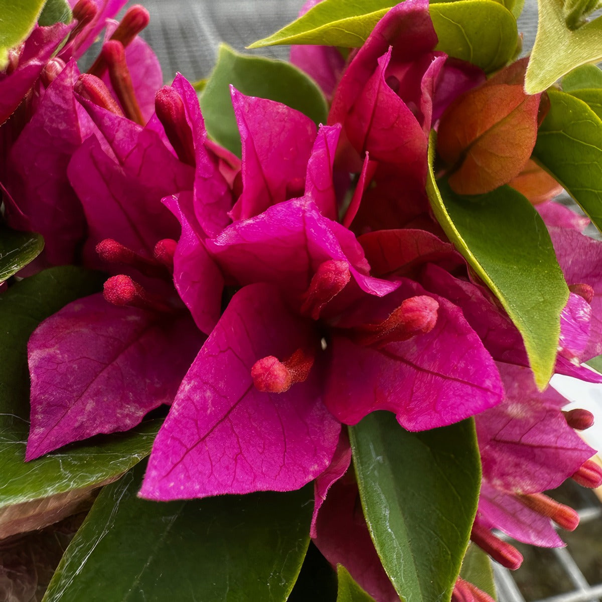 Bougainvillea Pixie Pink - Garden Express Australia