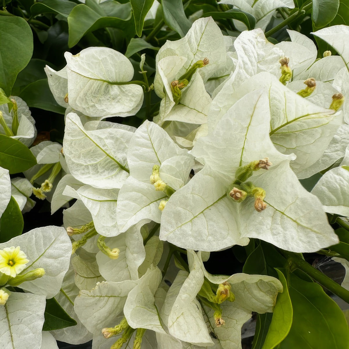 Bougainvillea White Cascade - Garden Express Australia