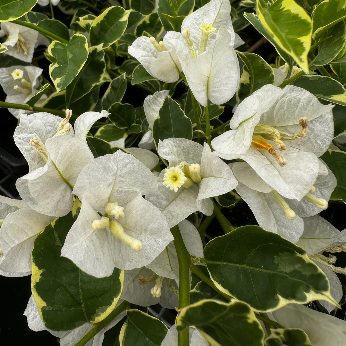 Bougainvillea White Stripe - Garden Express Australia