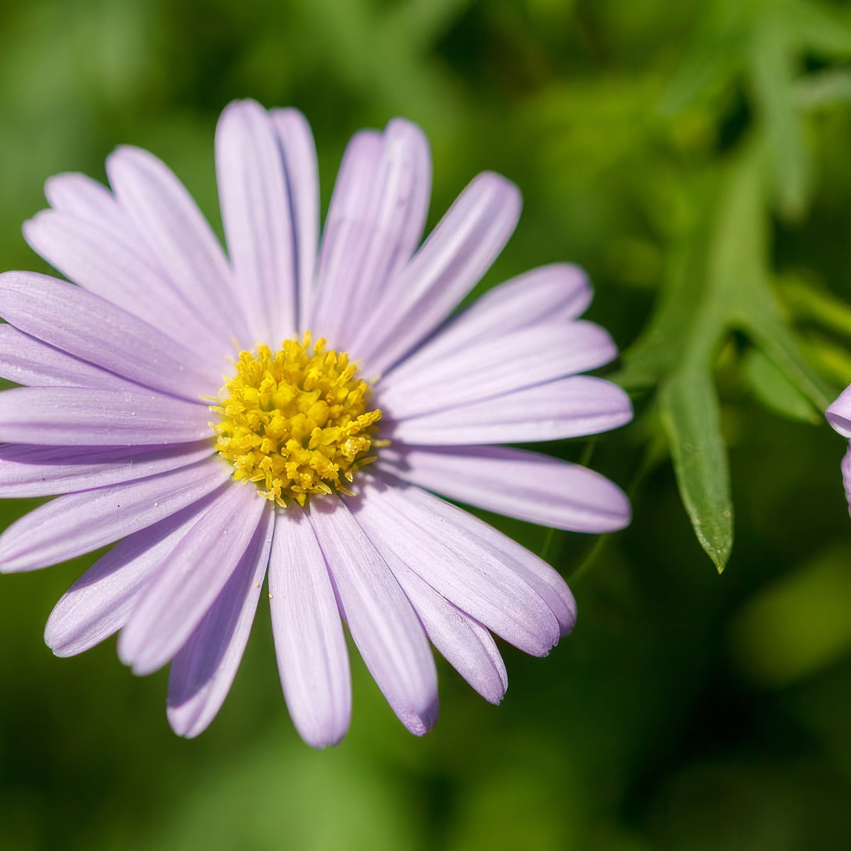 Brachyscome Blue Moon - Garden Express Australia