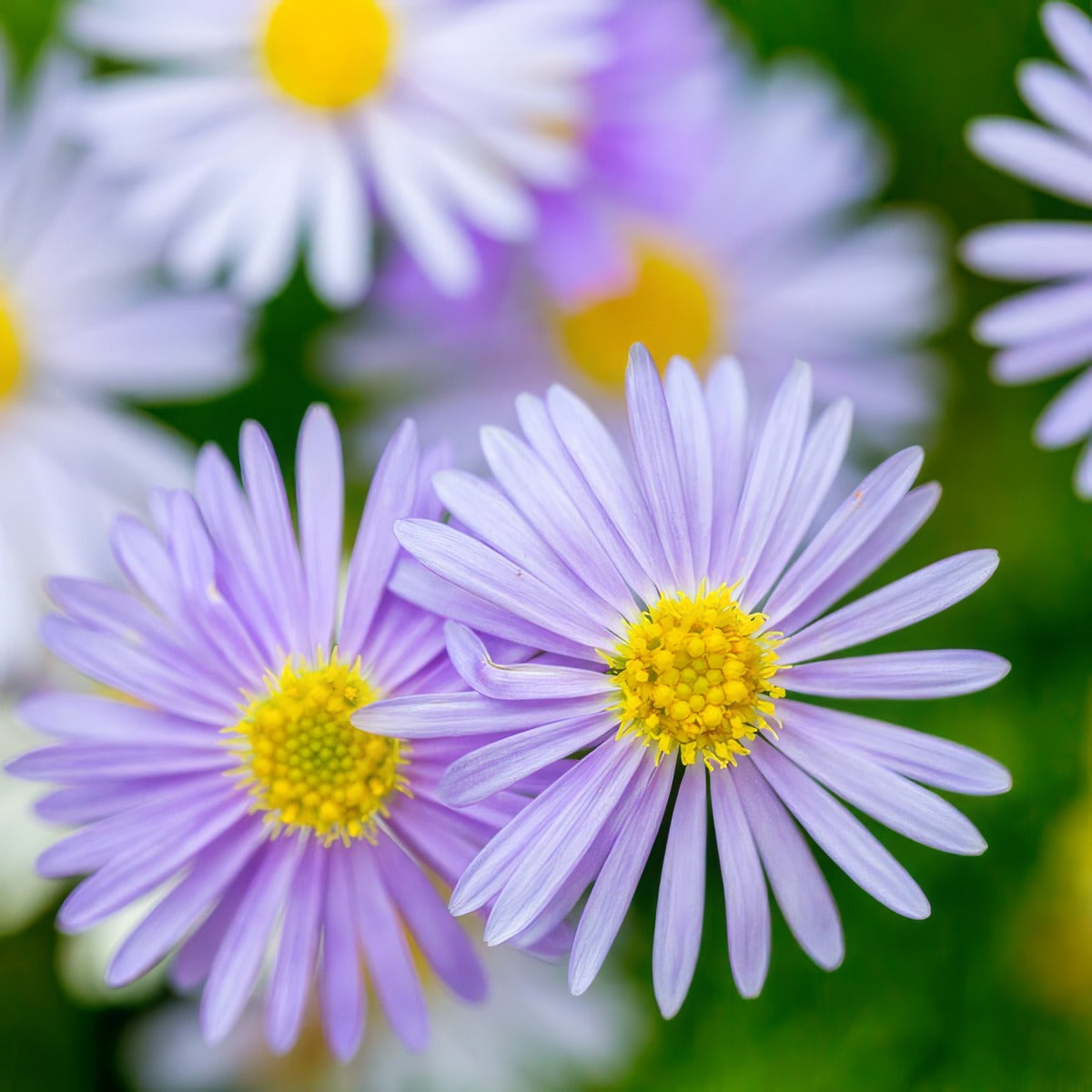 Brachyscome Blue Moon Lpobrabmo - Garden Express Australia