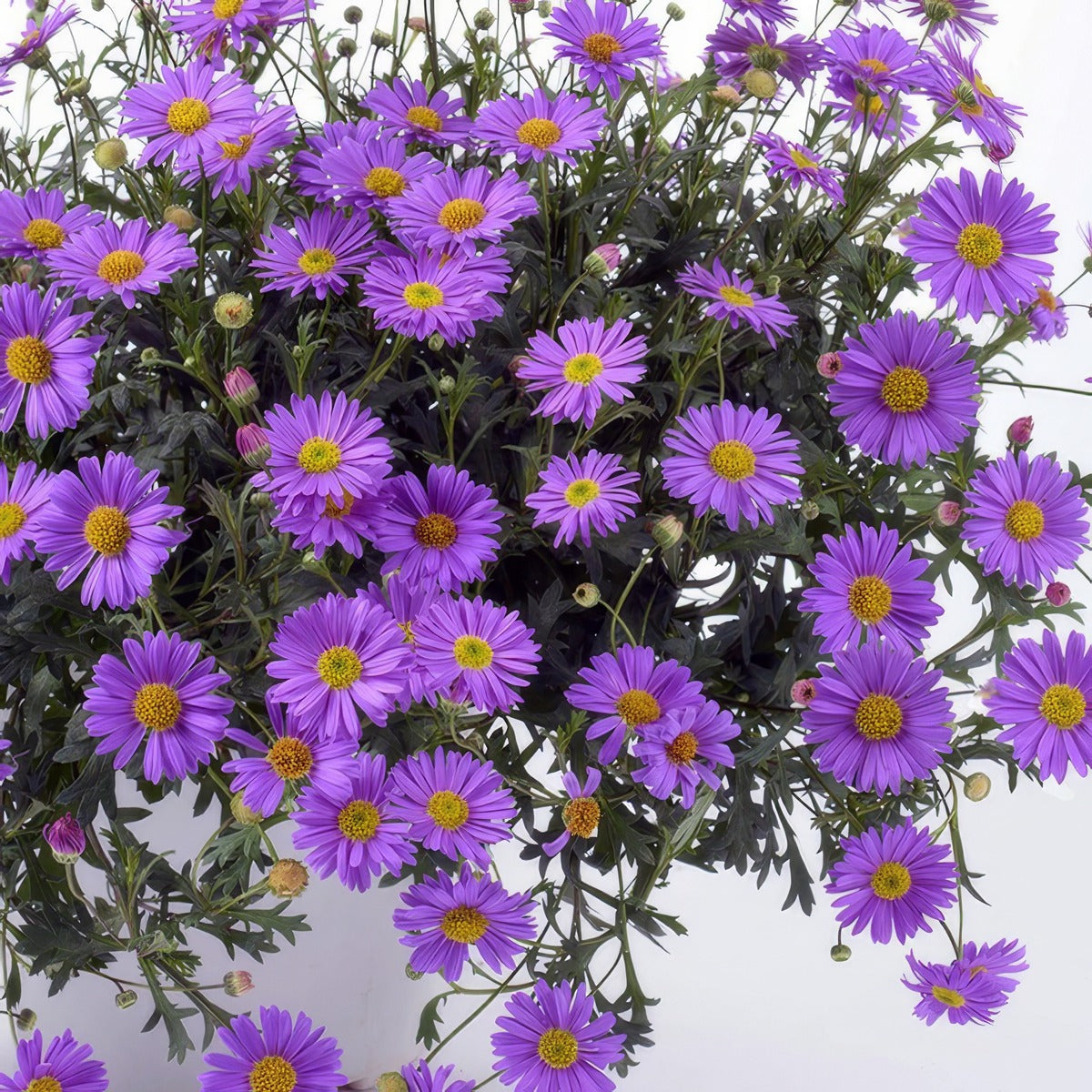 Brachyscome Fresco Purple Pplbrafpu - Garden Express Australia