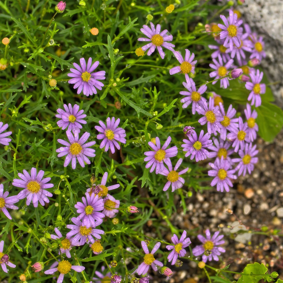Brachyscome Multifida Pplbramul - Garden Express Australia