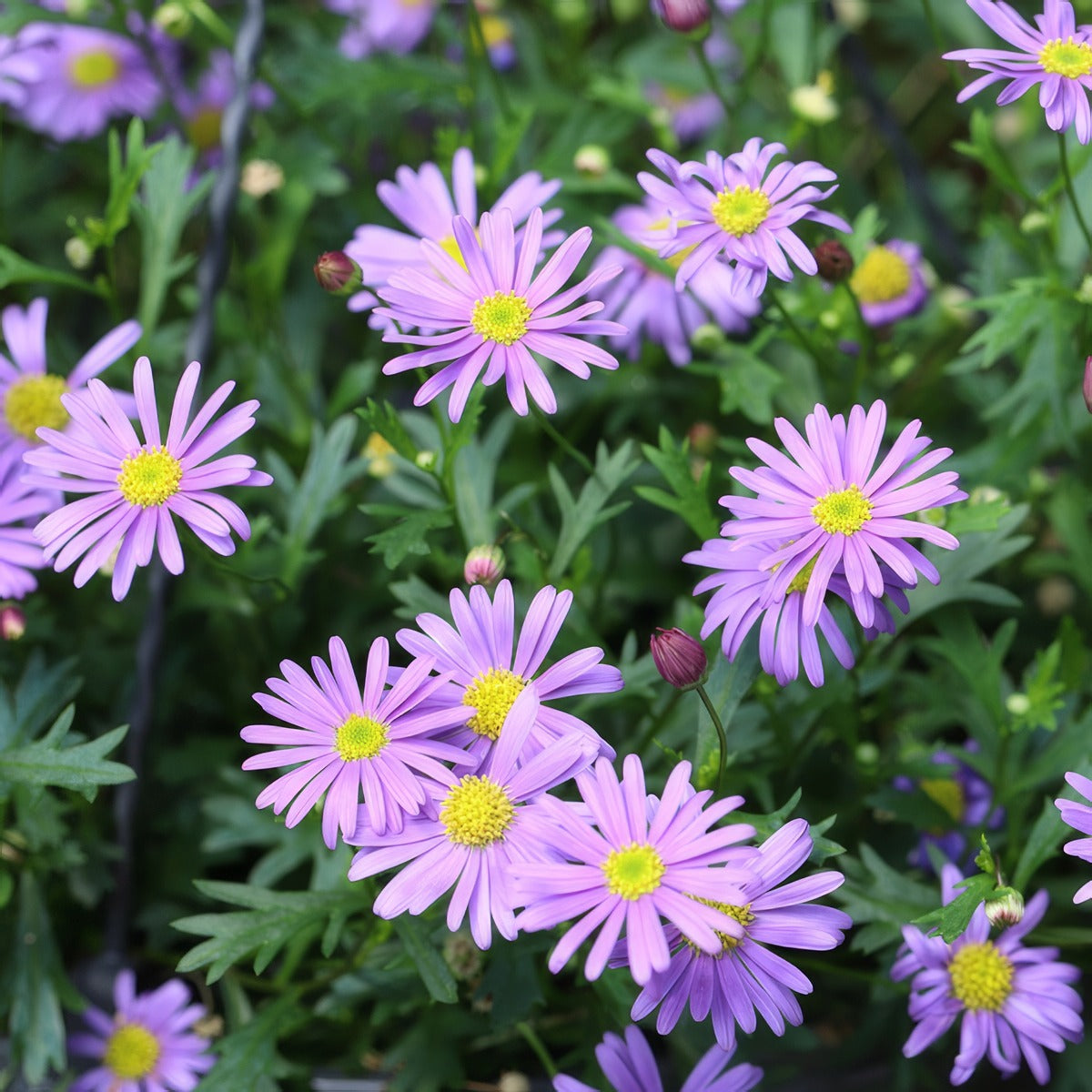 Brachyscome Mauve Delight - Garden Express Australia