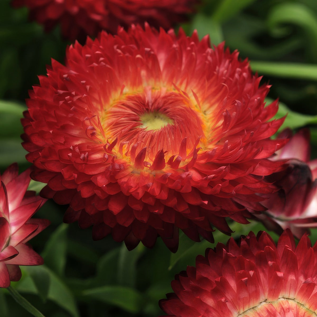 Bracteantha Jumbo Red Ember P68brajre - Garden Express Australia