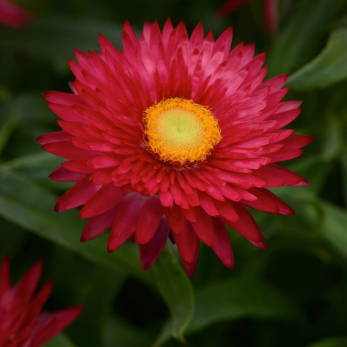 Bracteantha Mohave Purple Red P68brampr - Garden Express Australia